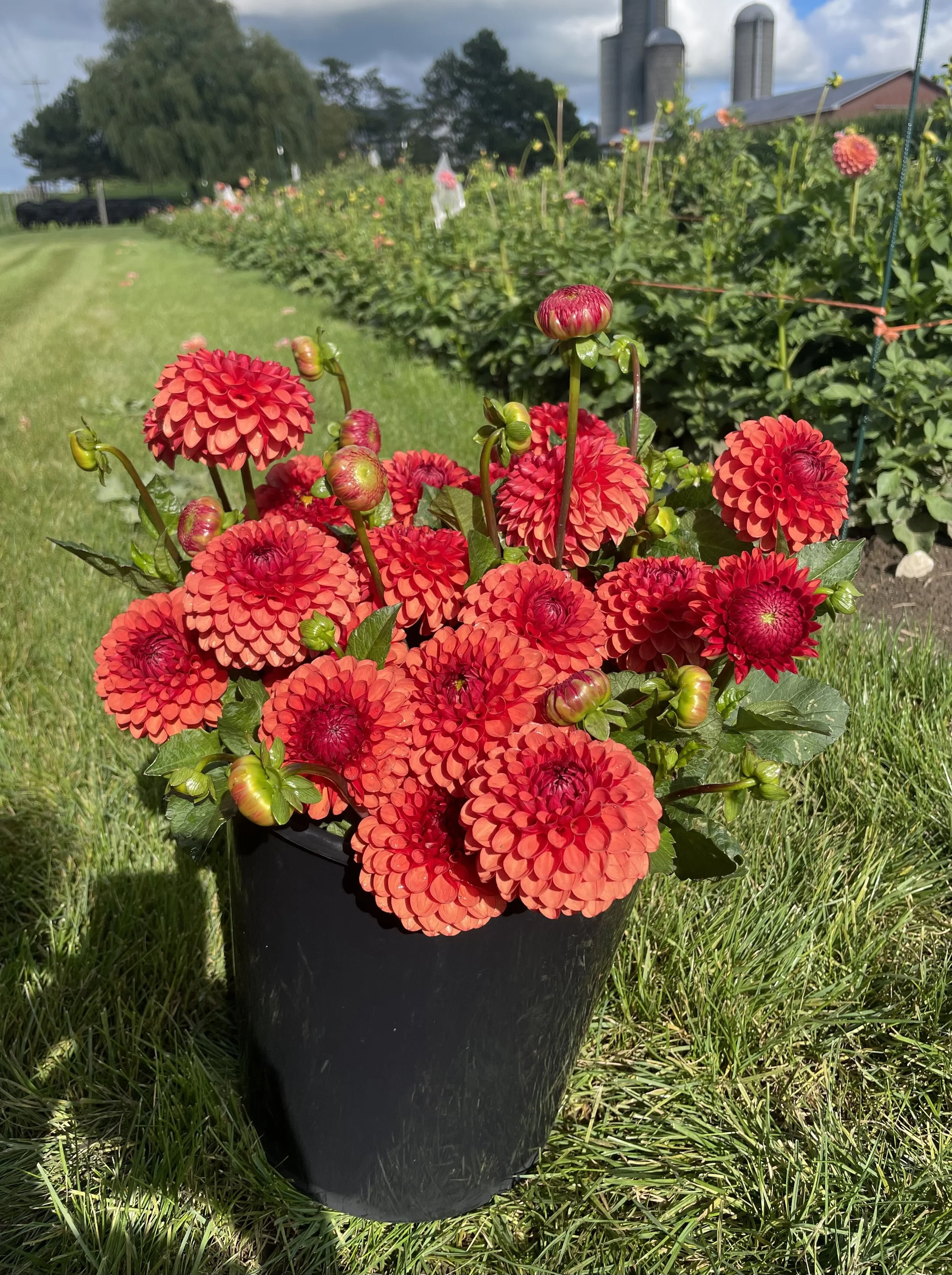 brown-sugar-dahlia-tuber-canada1.jpeg