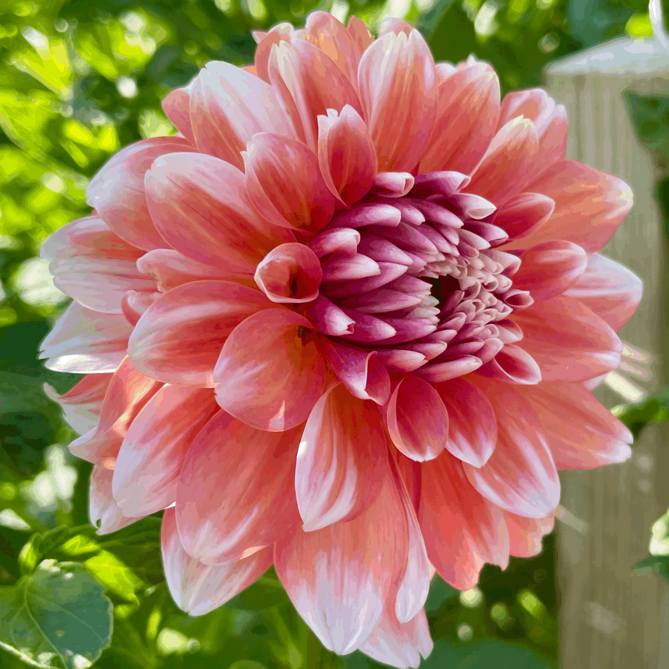 sandia candy corn dahlia flower grown from tuber in Canada