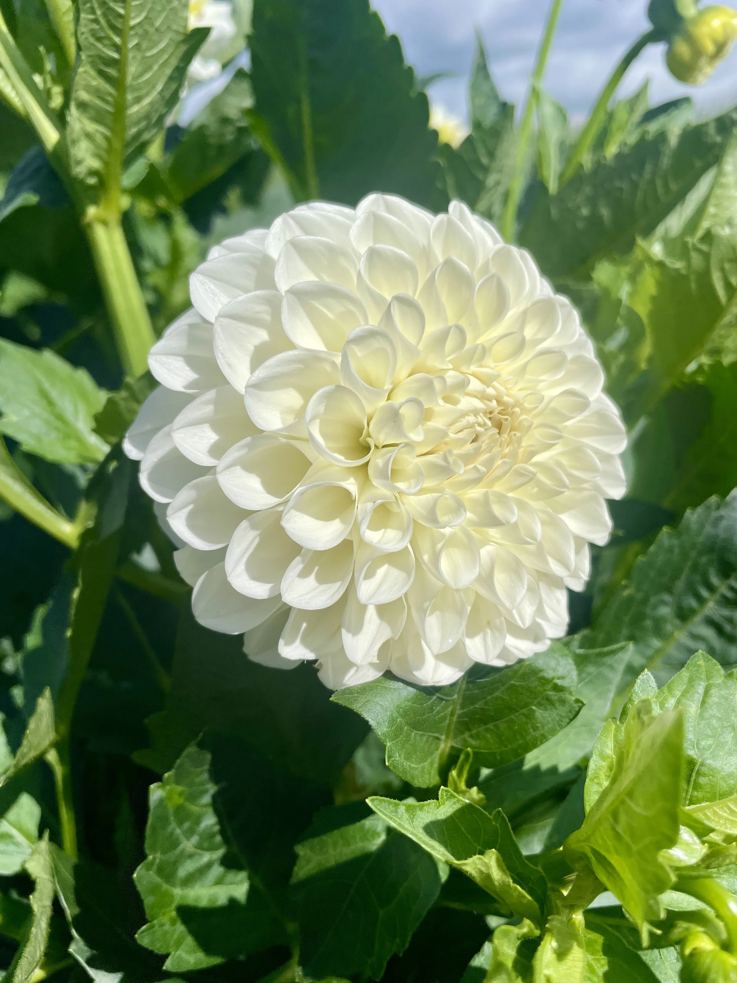 Boom-boom-white-dahlia