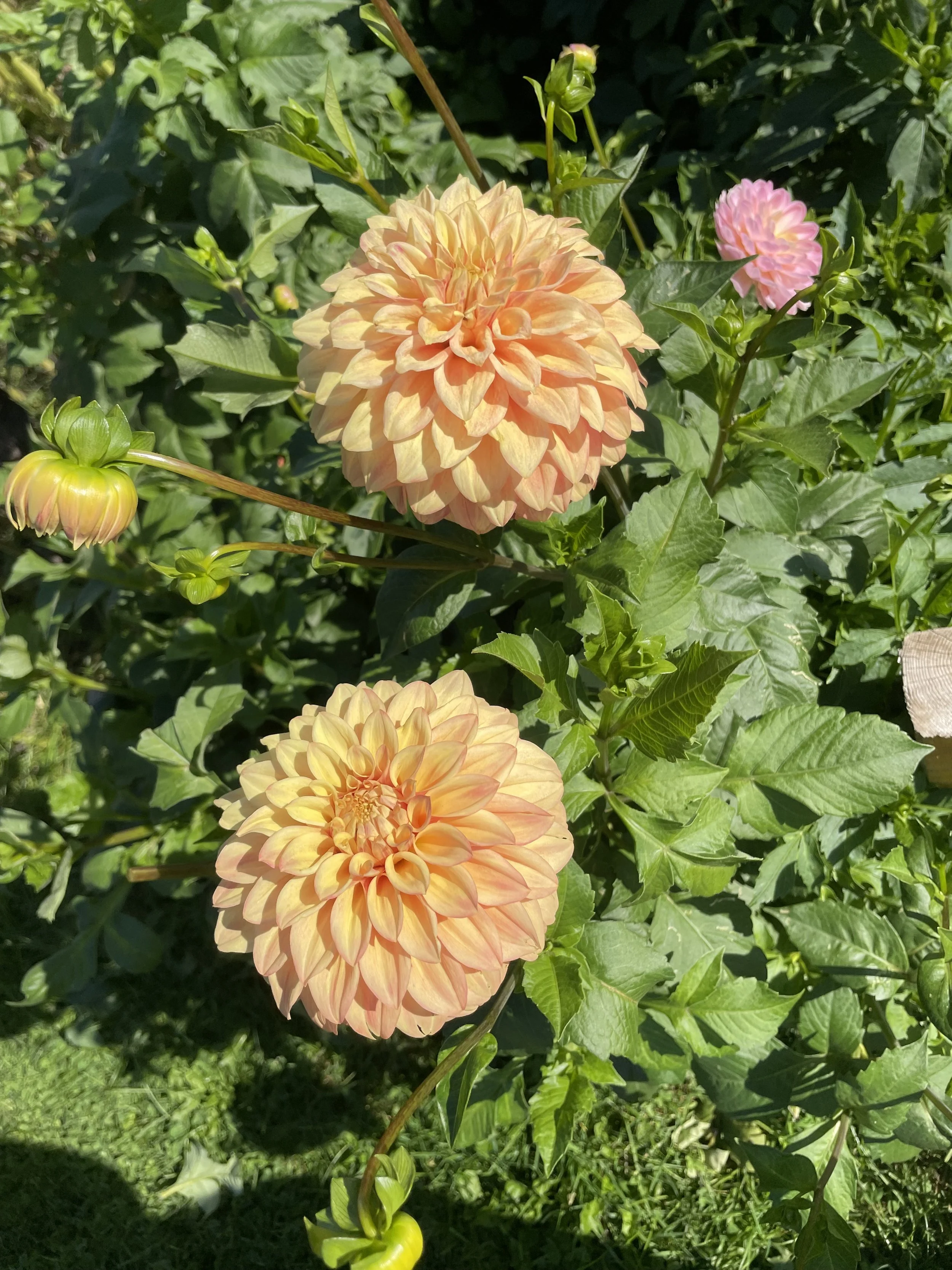miss-amarah-dahlia-tuber-canada-1.jpeg