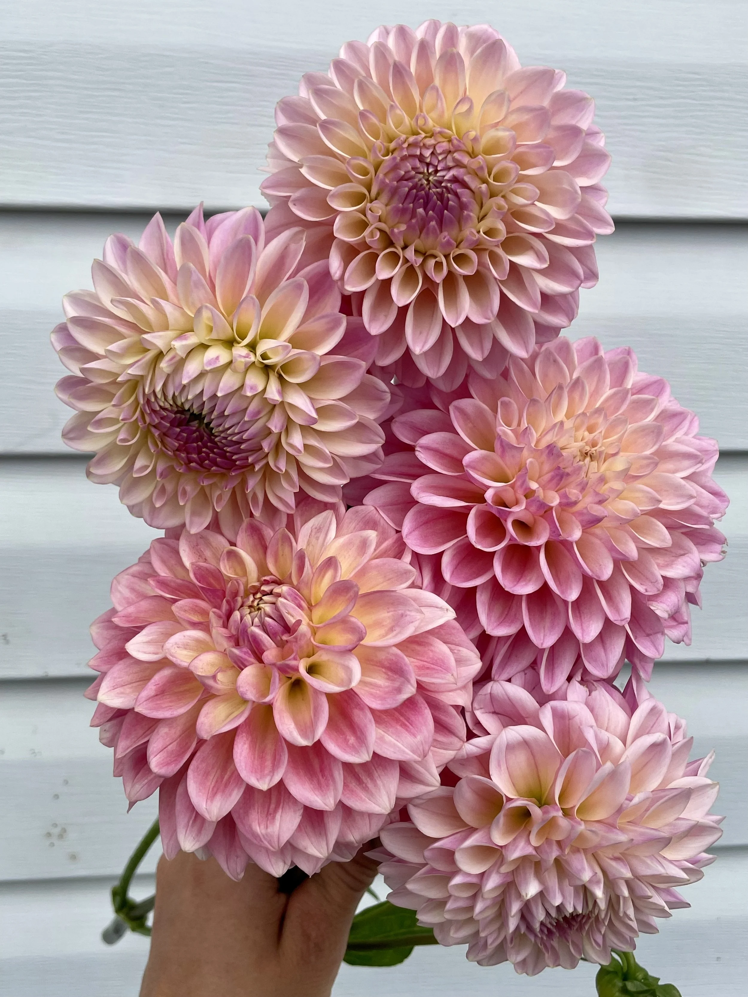 Coralie Dahlia Tuber