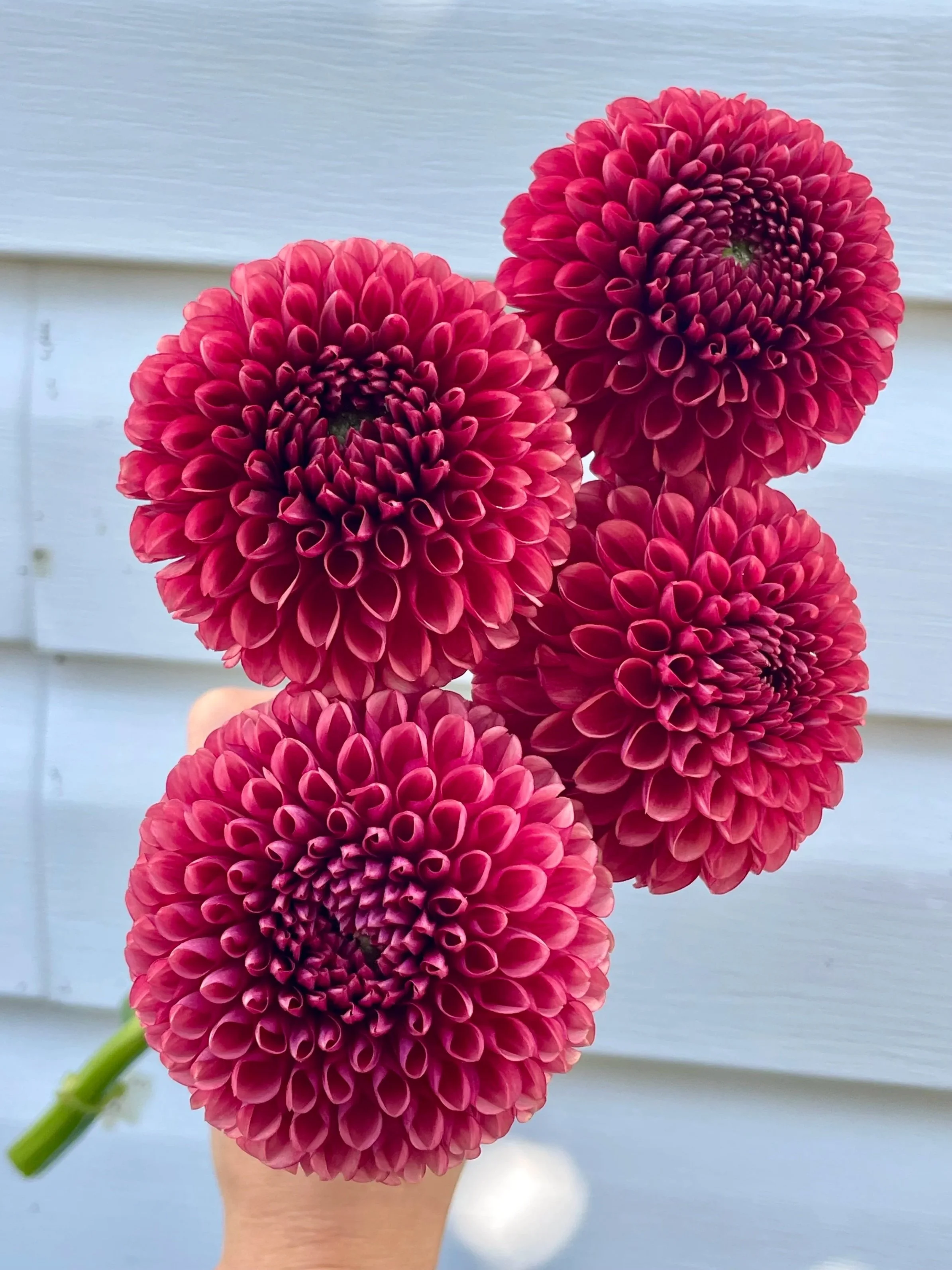 Copper Boy Delicada Dahlia Tuber