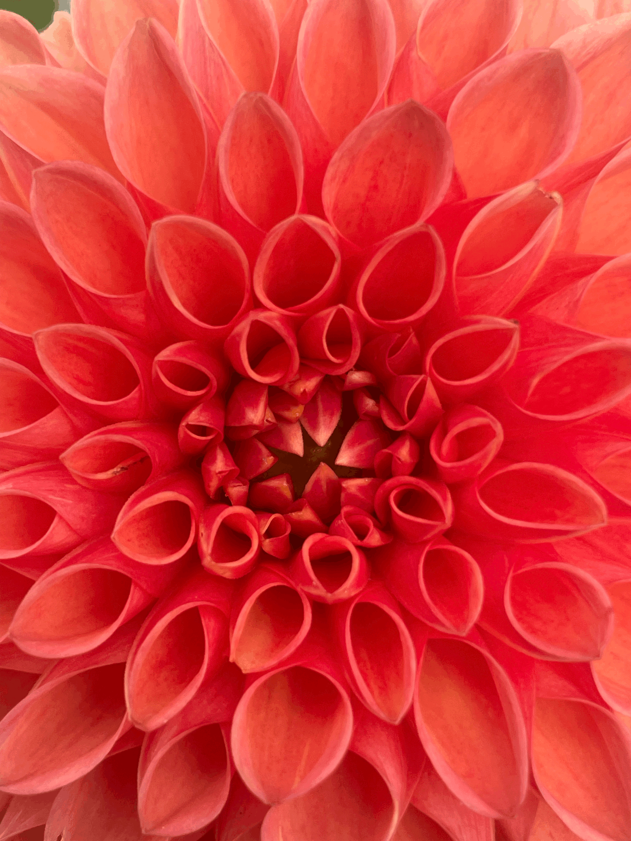 Jowey Linda dahlia flower grown from tuber in Canada