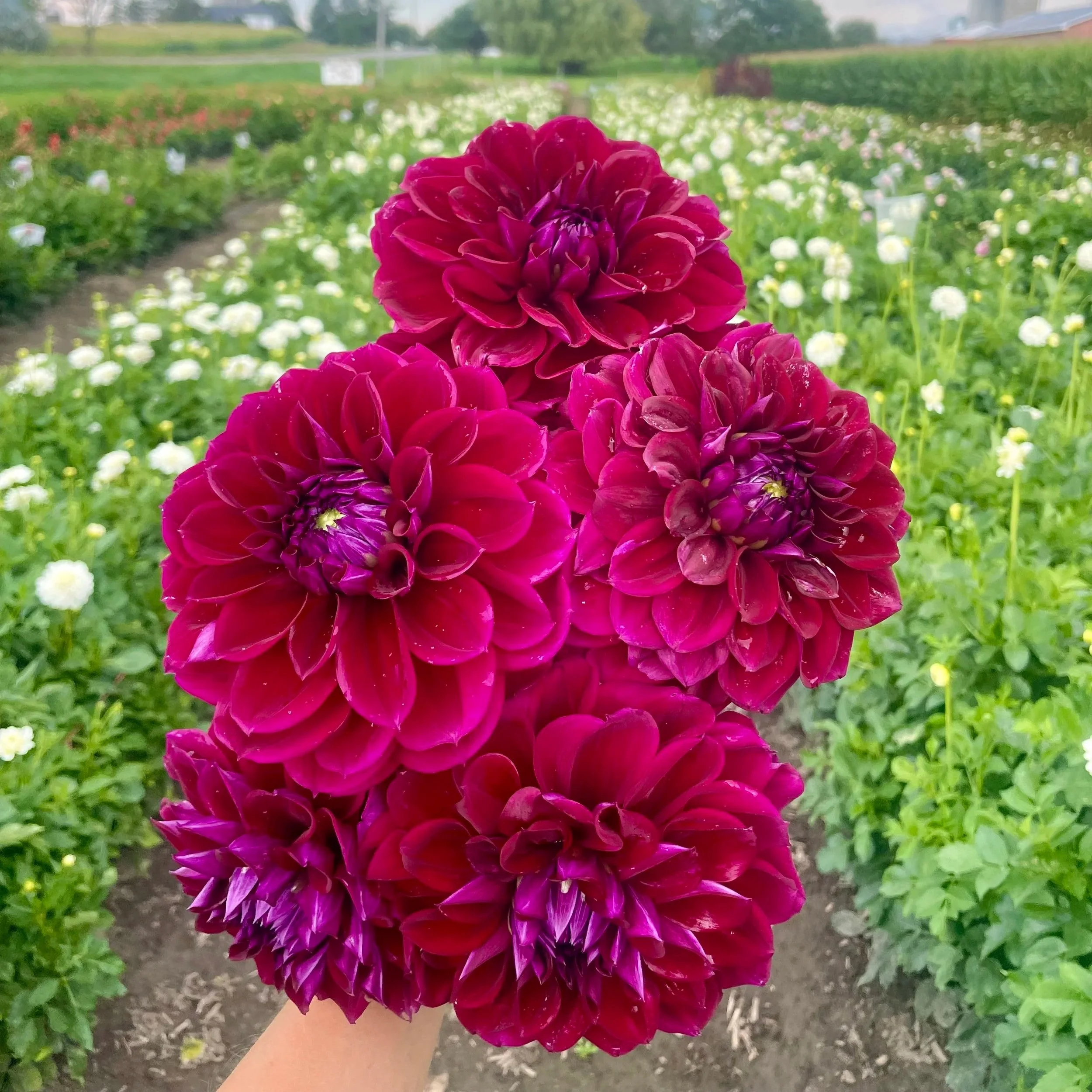diva-dahlia-tuber-canada.jpg