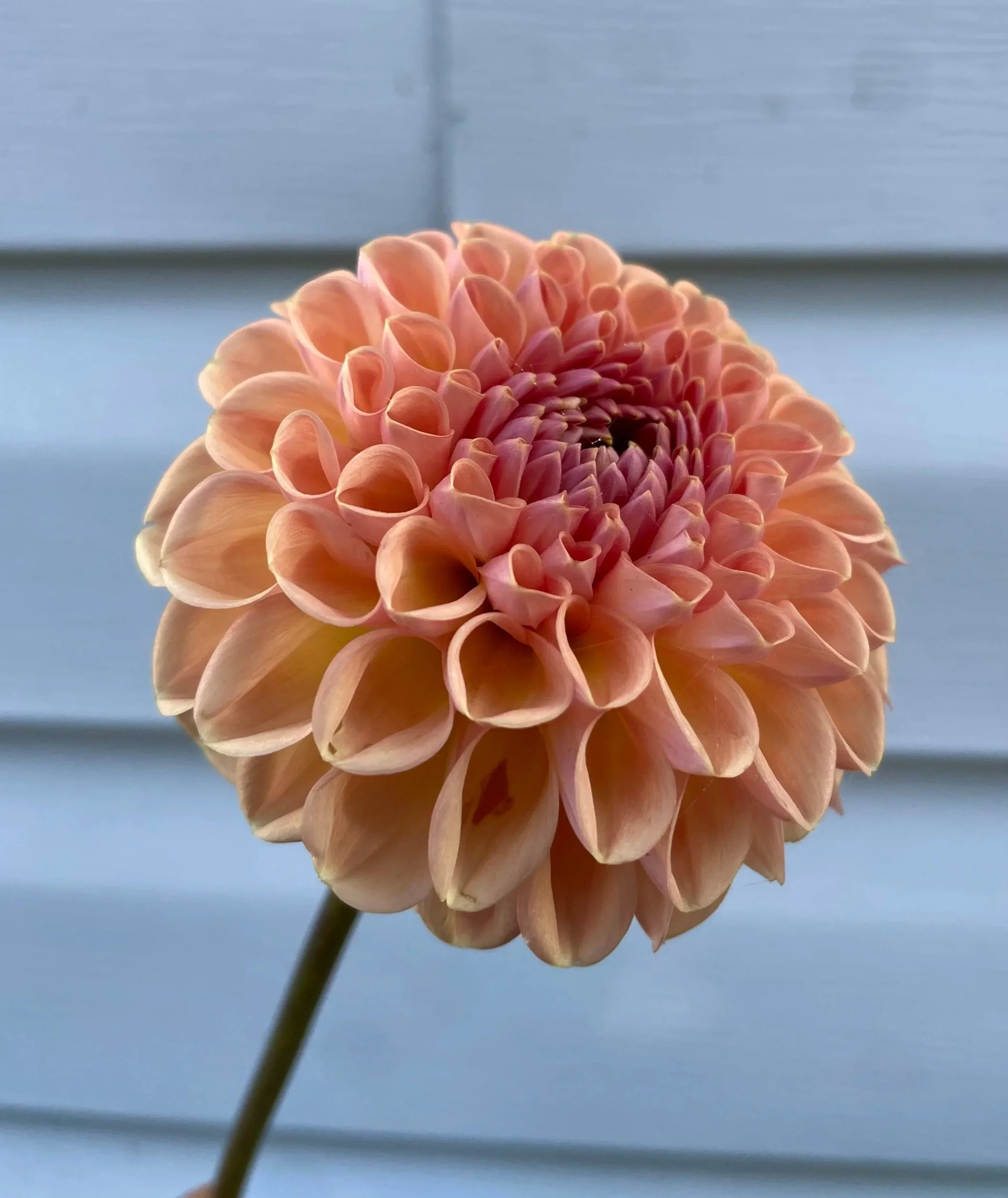 Valley-tawny-Dahlia-Tuber-canada2.jpg