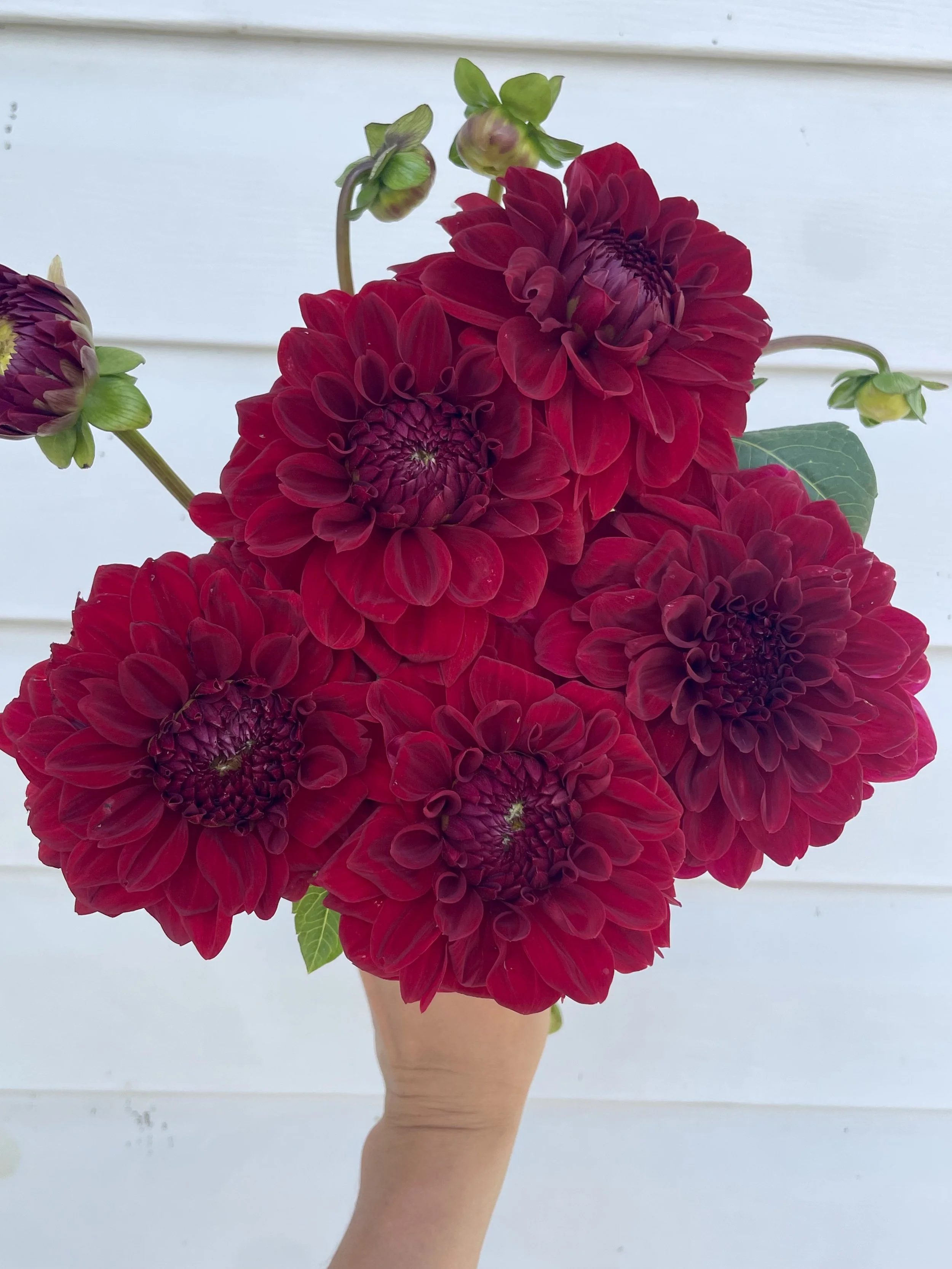 mingus-kyle-d-dahlia-tuber1.jpeg