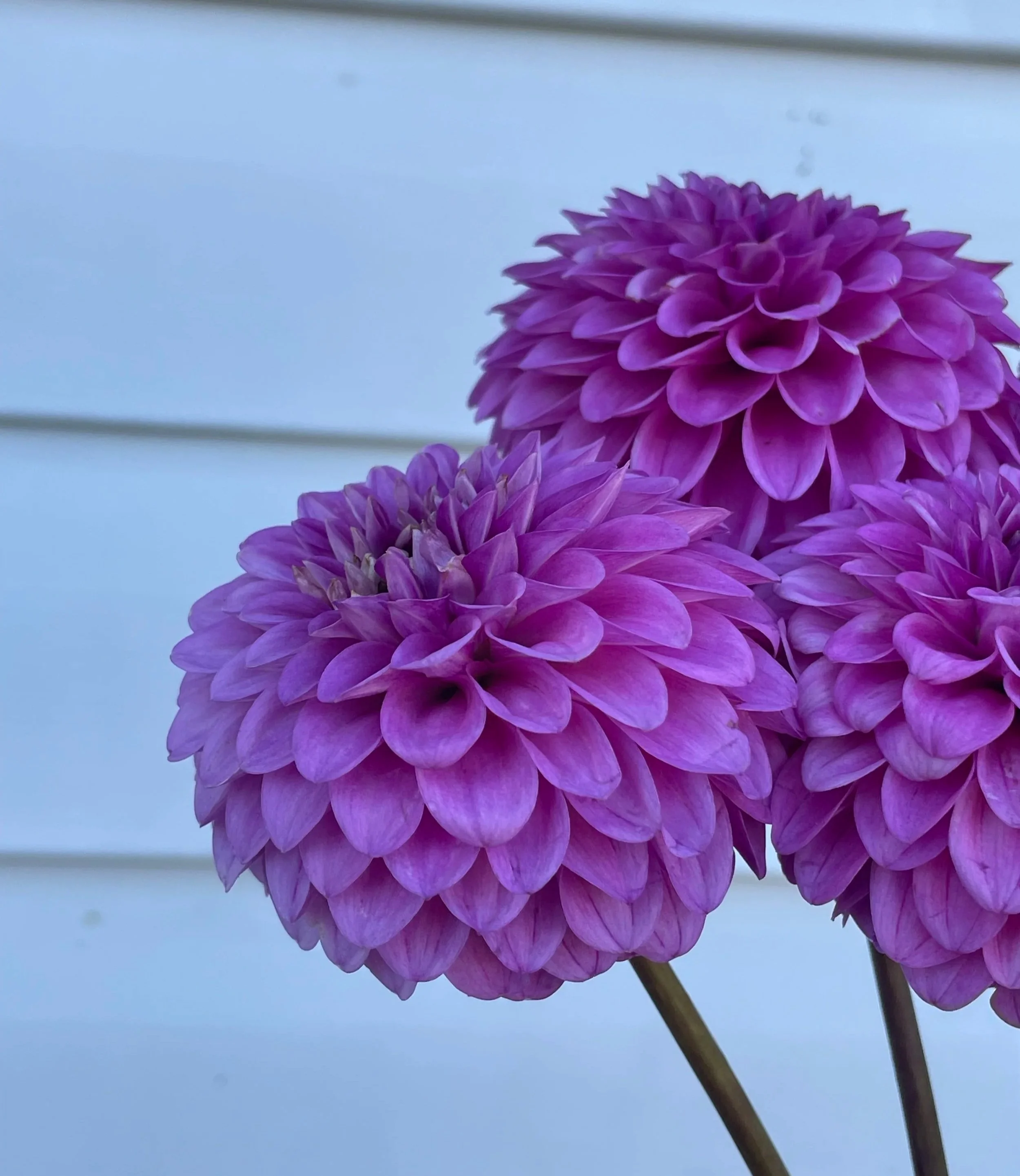 ferncliff-gem-dahlia-tuber-canada-1.jpg