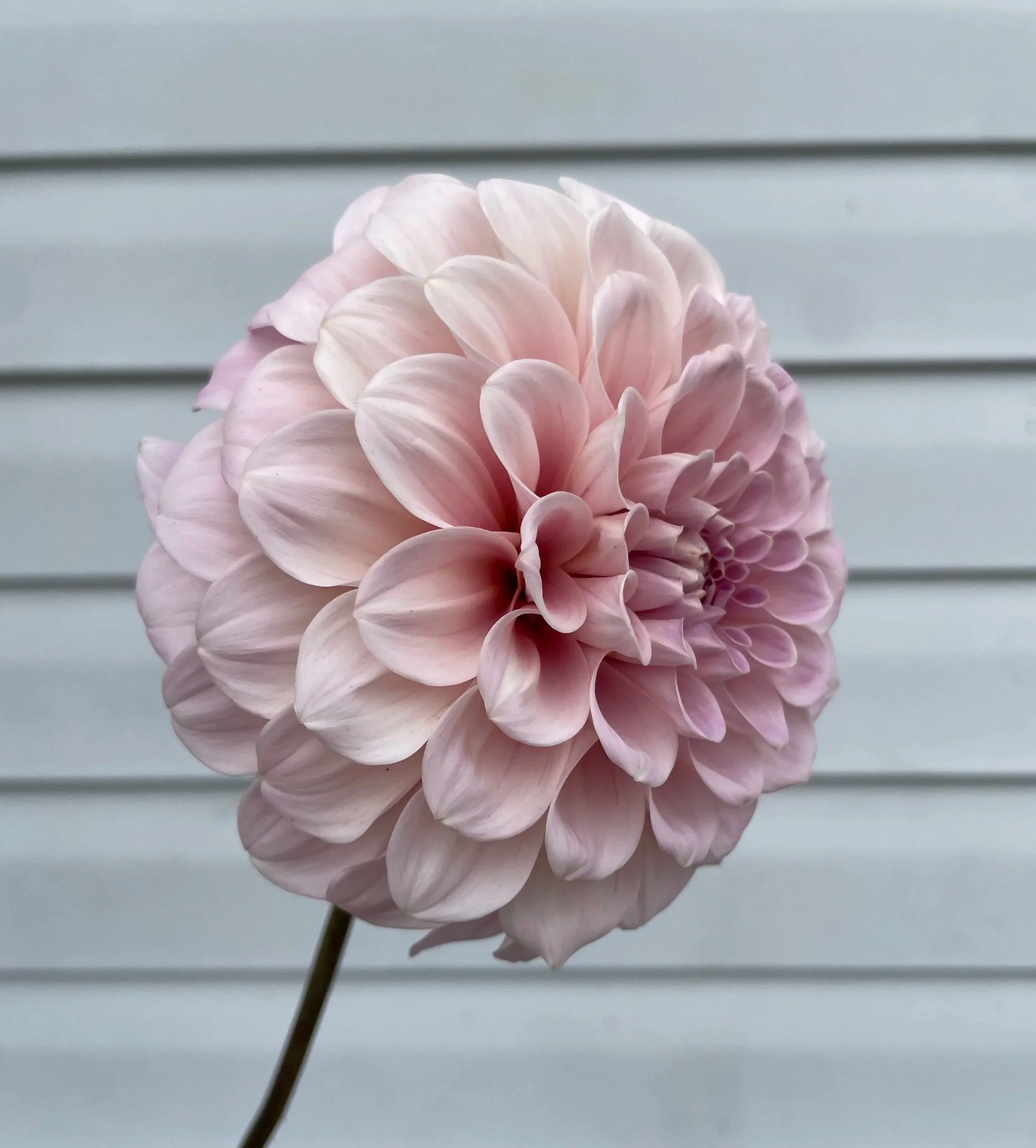 sweet-nathalie-dahlia-tuber-canada-2.jpg