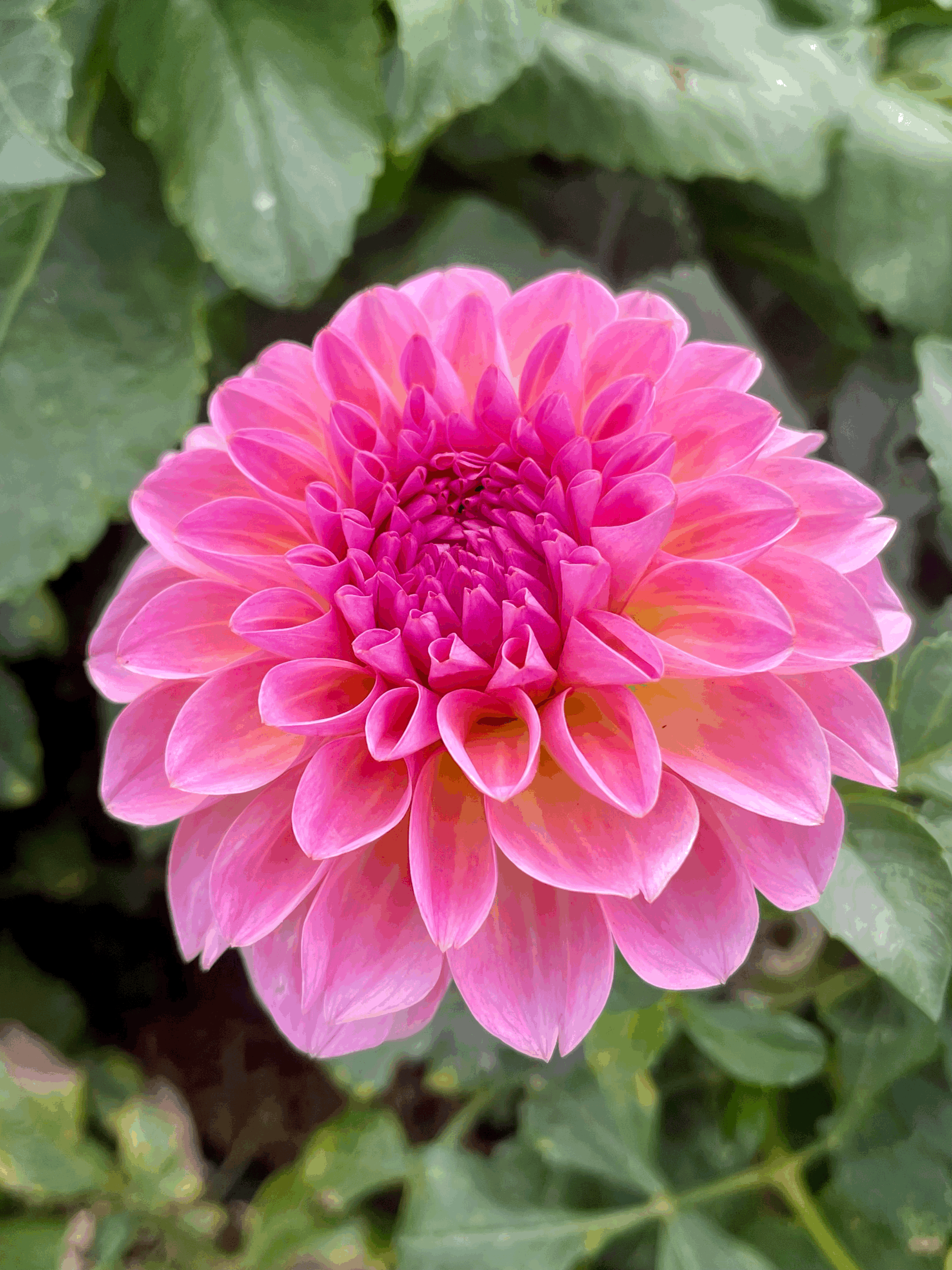 mystery dahlia flower grown from tuber in Canada