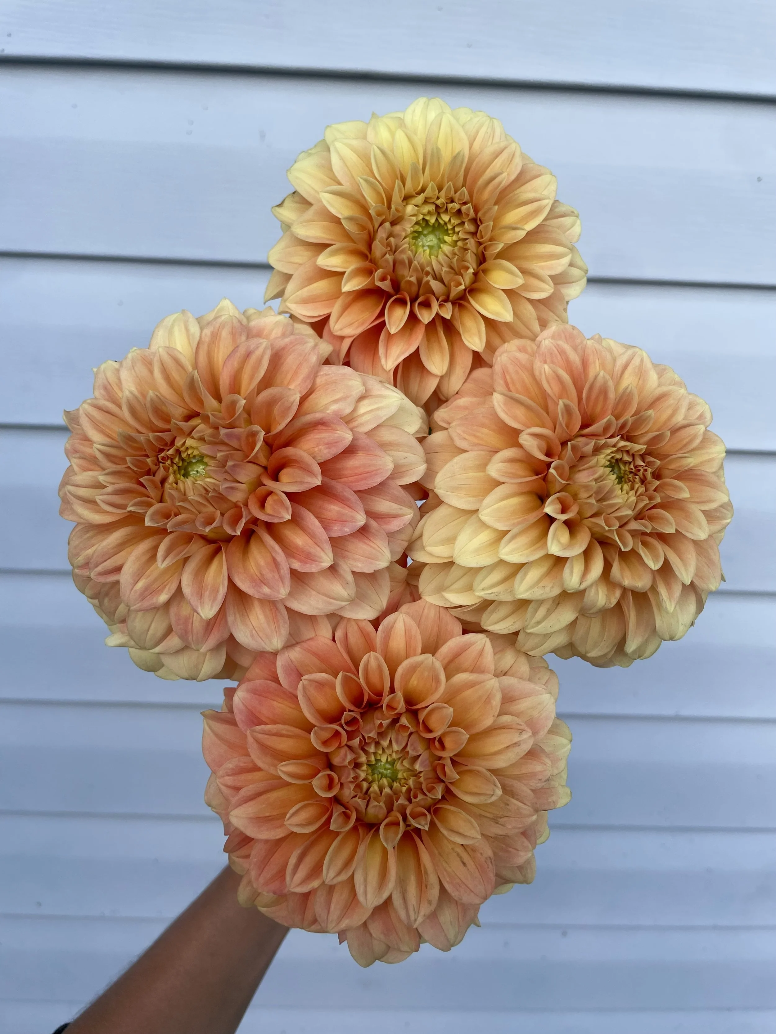 Bracken-palomino-Dahlia-tuber-canada-2.jpeg