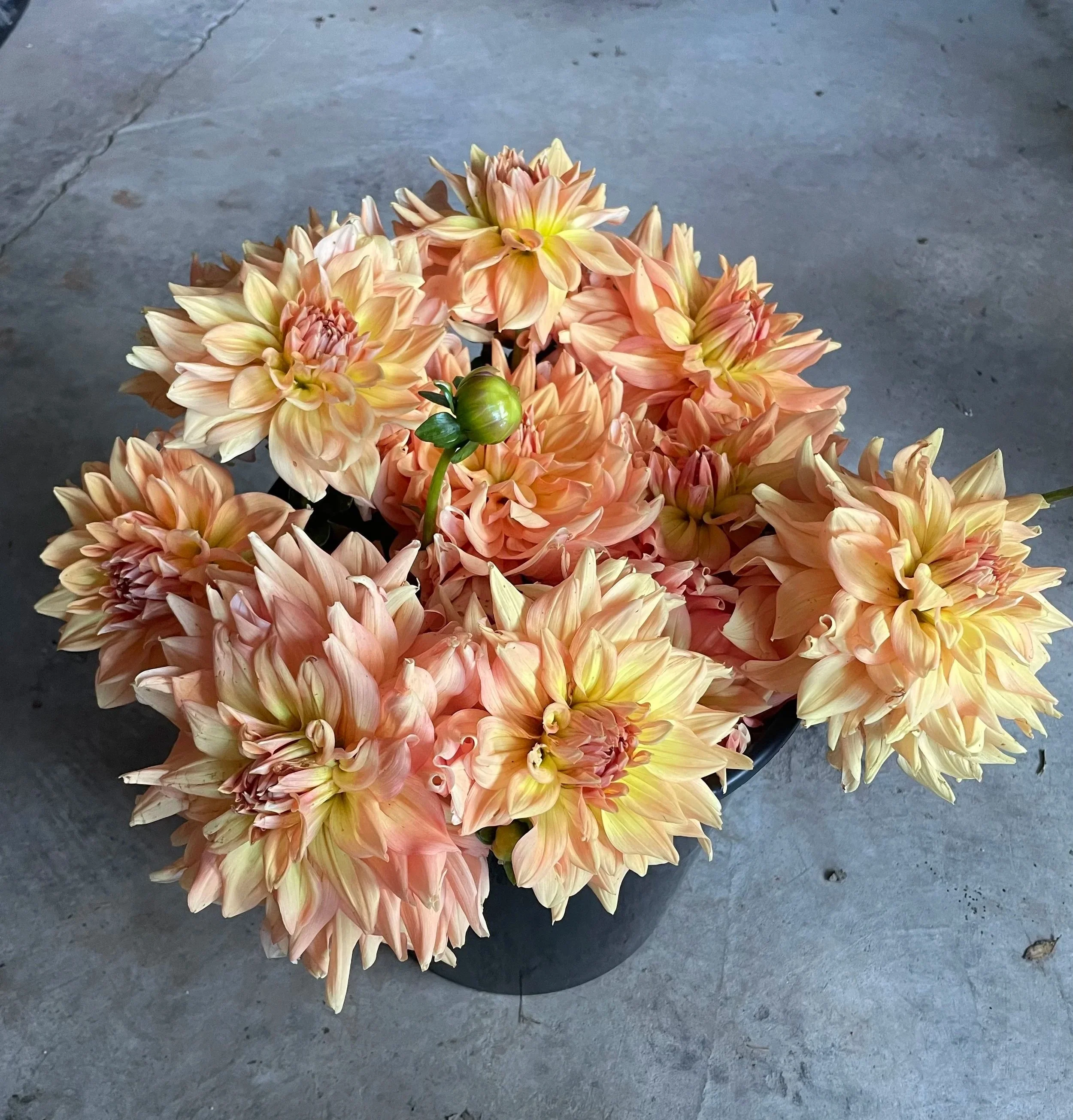 hamari-gold-dahlia-tuber-canada1.jpg