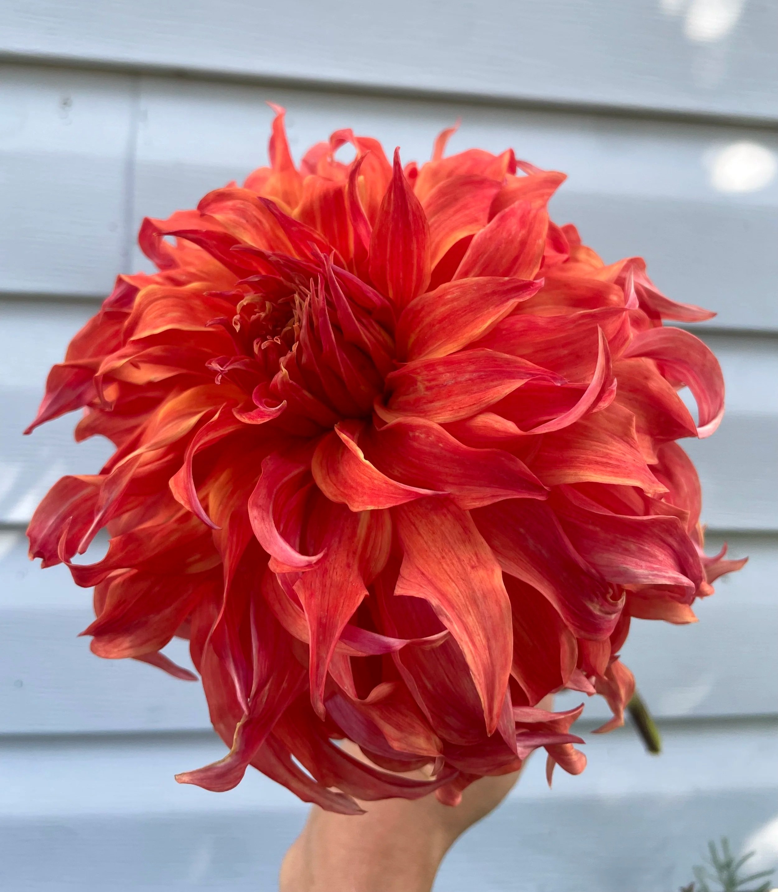 bloomquist-jean-dahlia-tuber-canada2.jpg