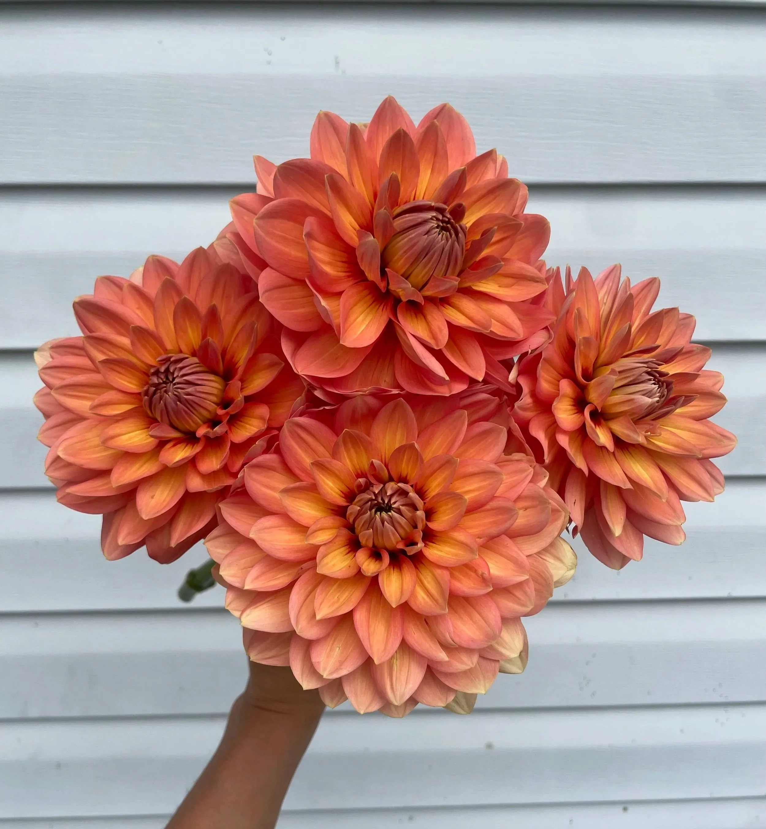 nicholas-dahlia-tuber-canada1.jpg
