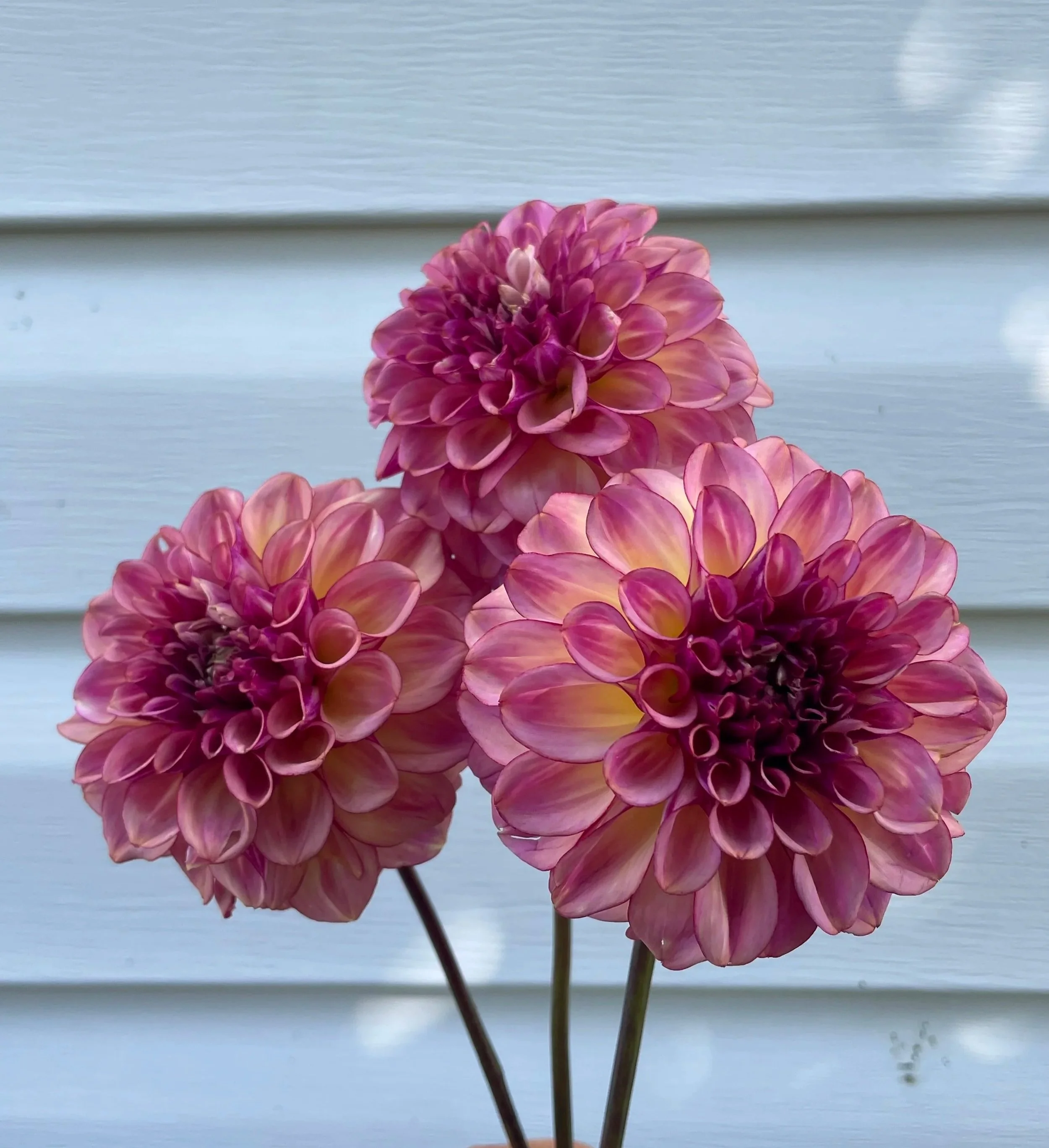 ferncliff-thunder-dahlia-tuber-canada.jpg