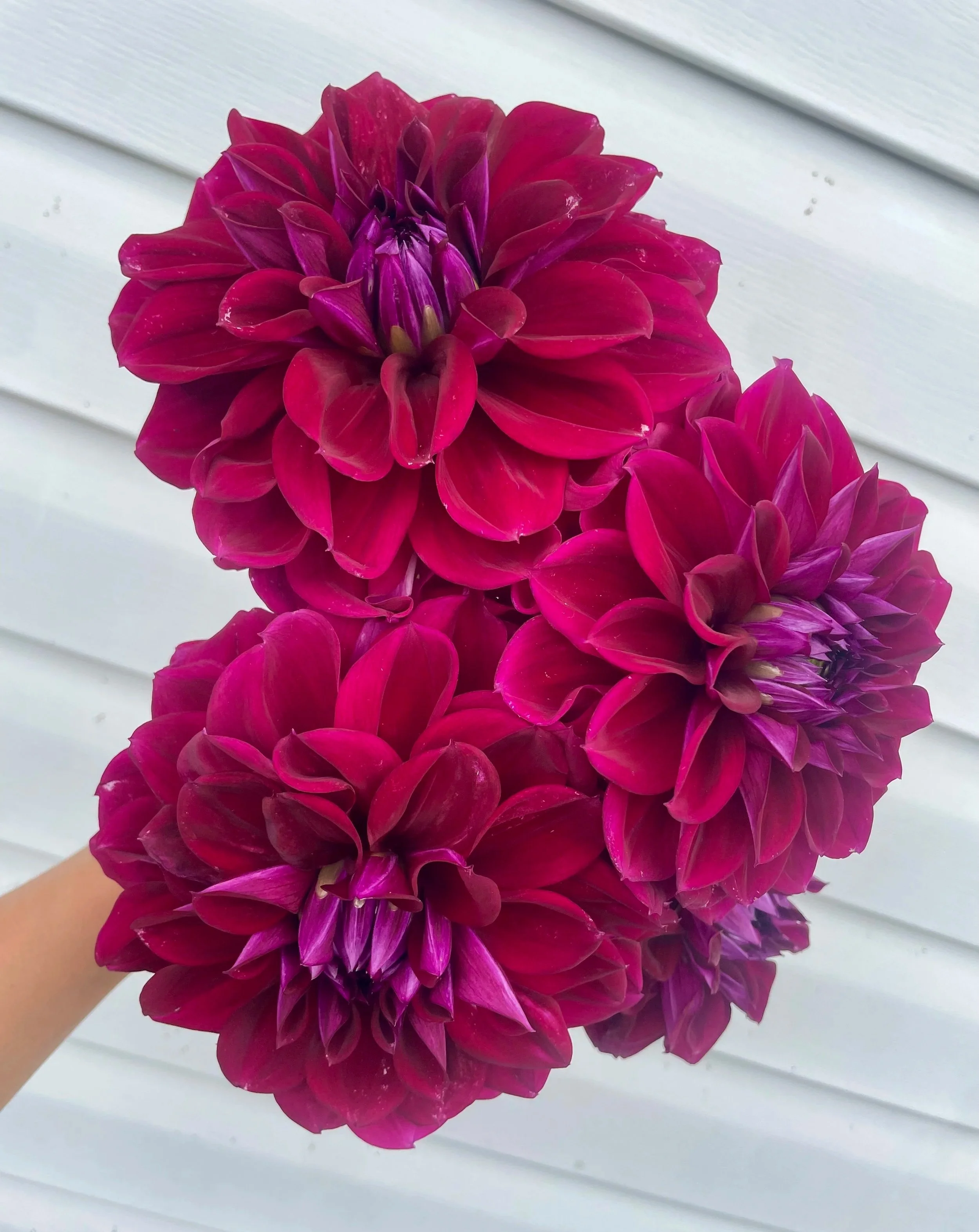 diva-dahlia-tuber-canada.jpg