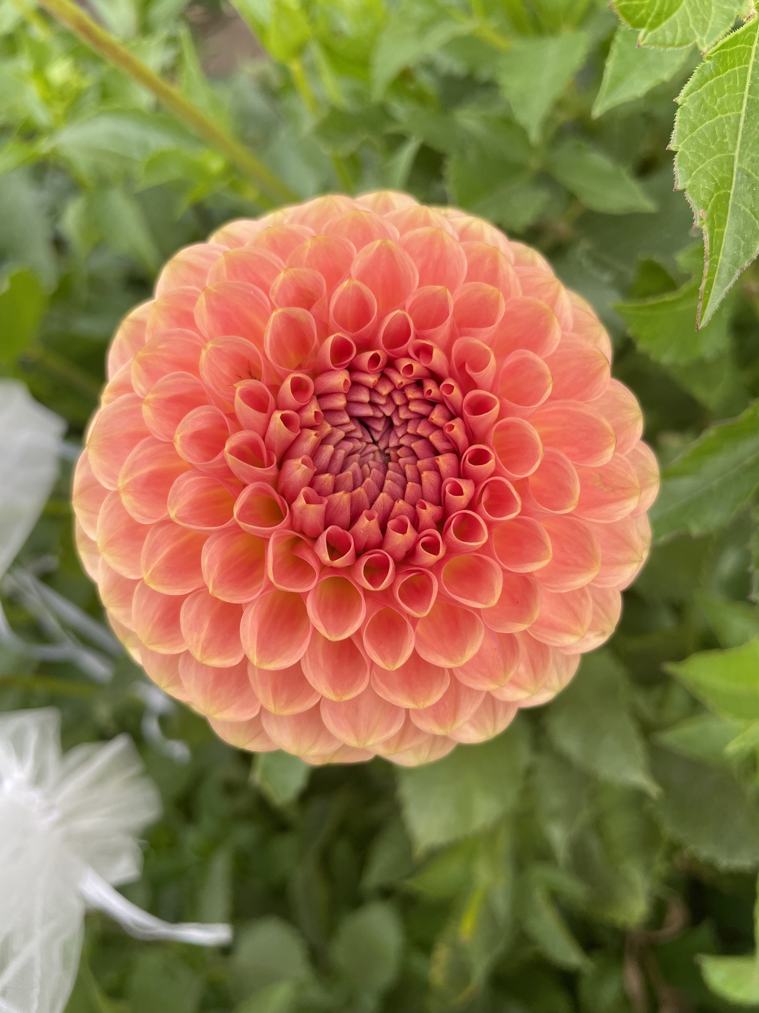 20th-avenue-softer-peach-canada-dahlia-tuber-2.jpeg