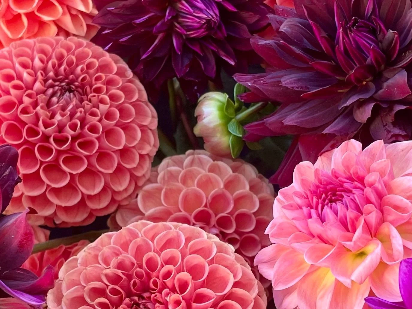 Close-up of colorful dahlias and chrysanthemums in shades of pink, purple, and peach.