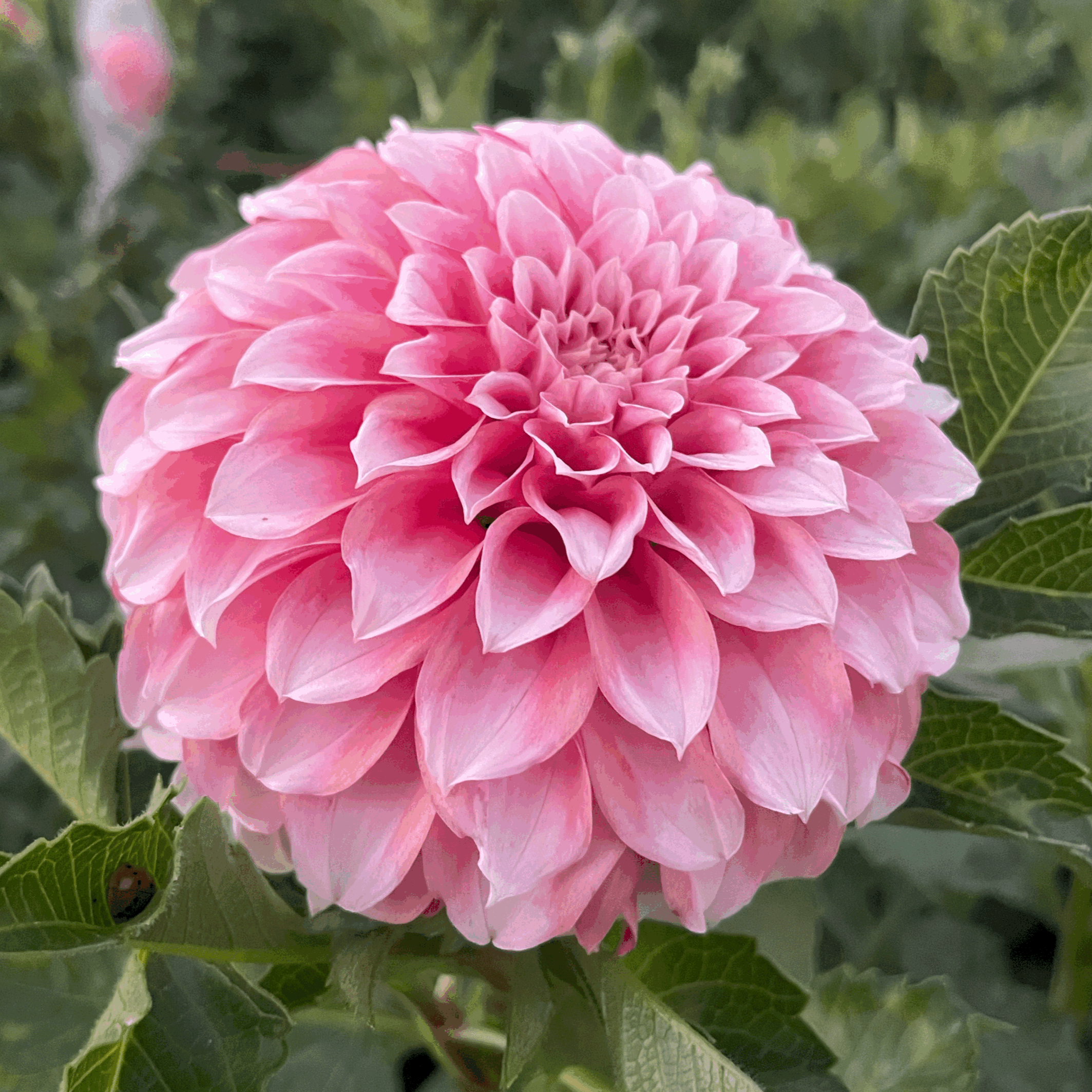 peaches n cream dahlia flower grown from tuber in Canada