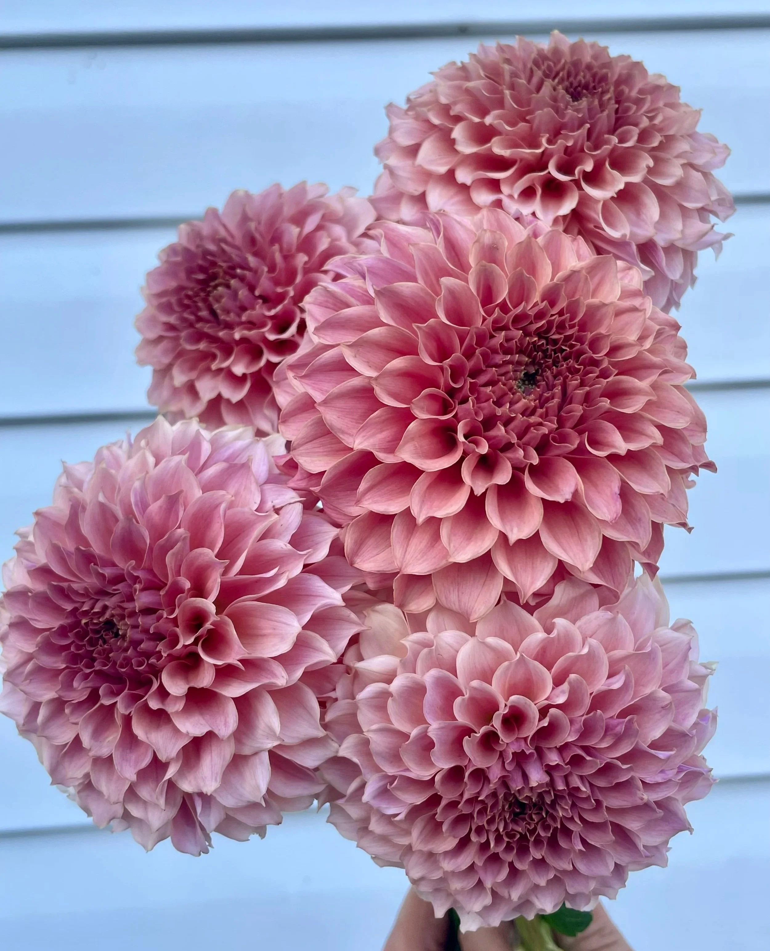 KA's® Coral Sea Dahlia Tuber