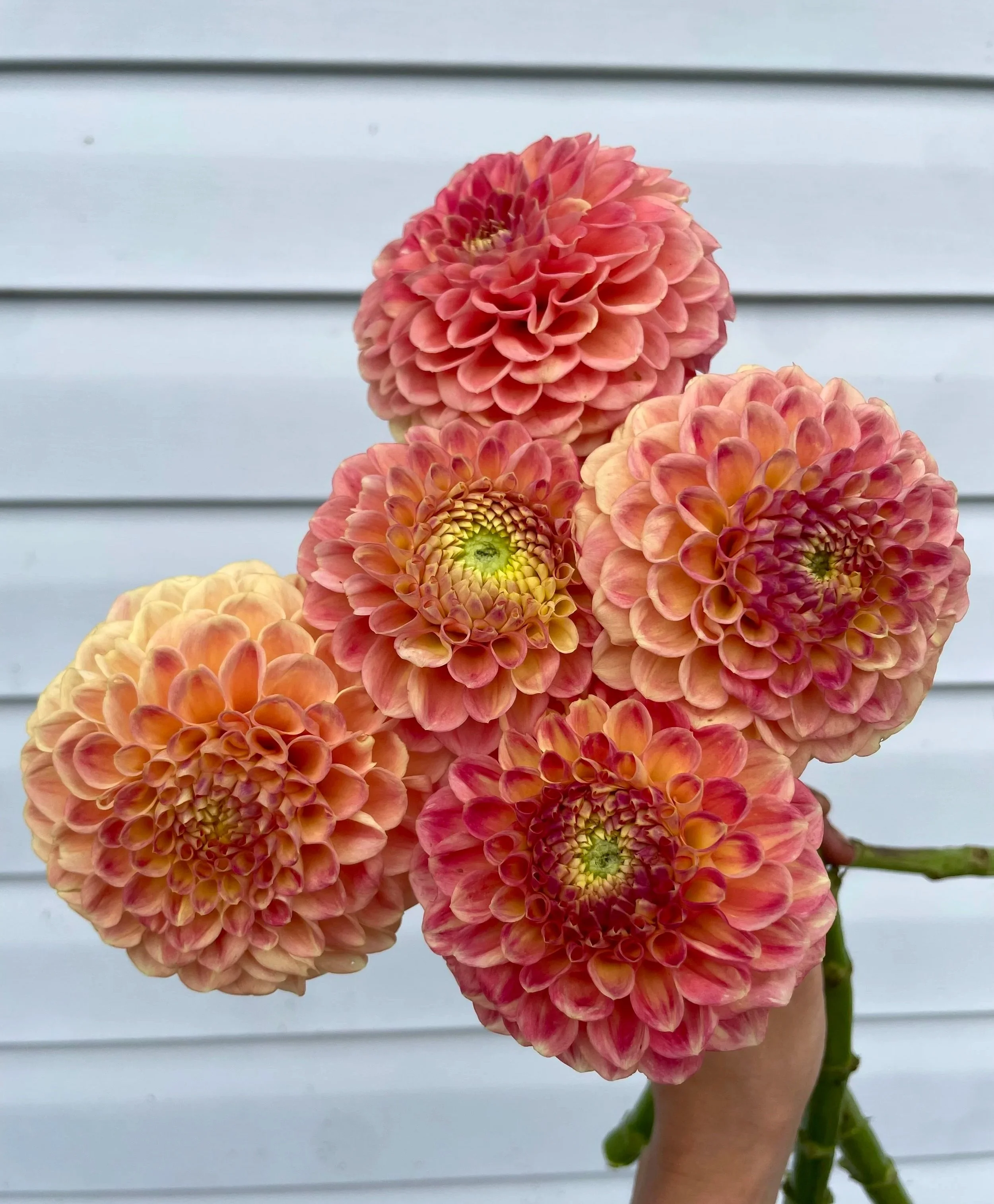 snoho-dorris-dahlia-tuber-canada.jpg