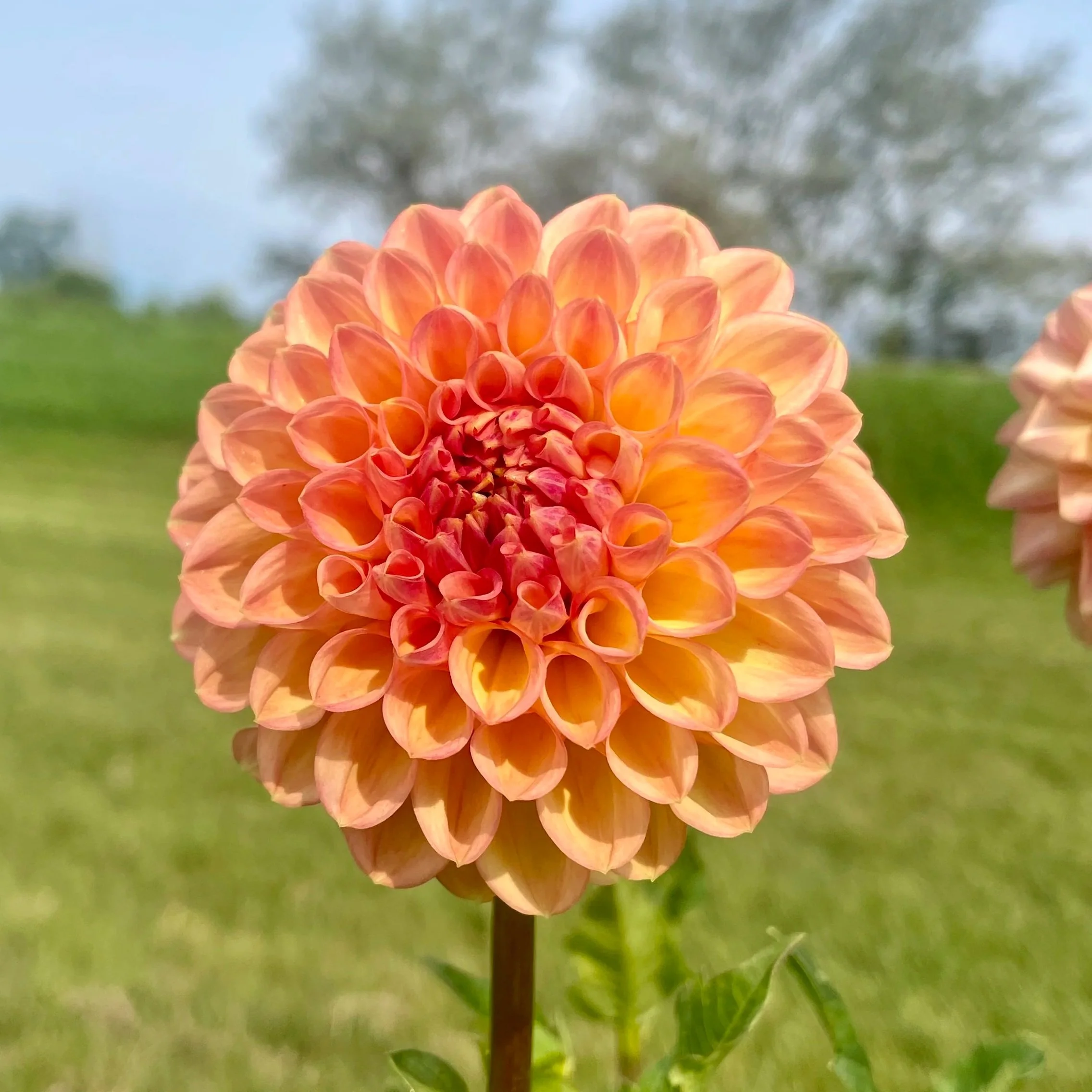 larks-ebbe-2-dahlia-tuber.jpg