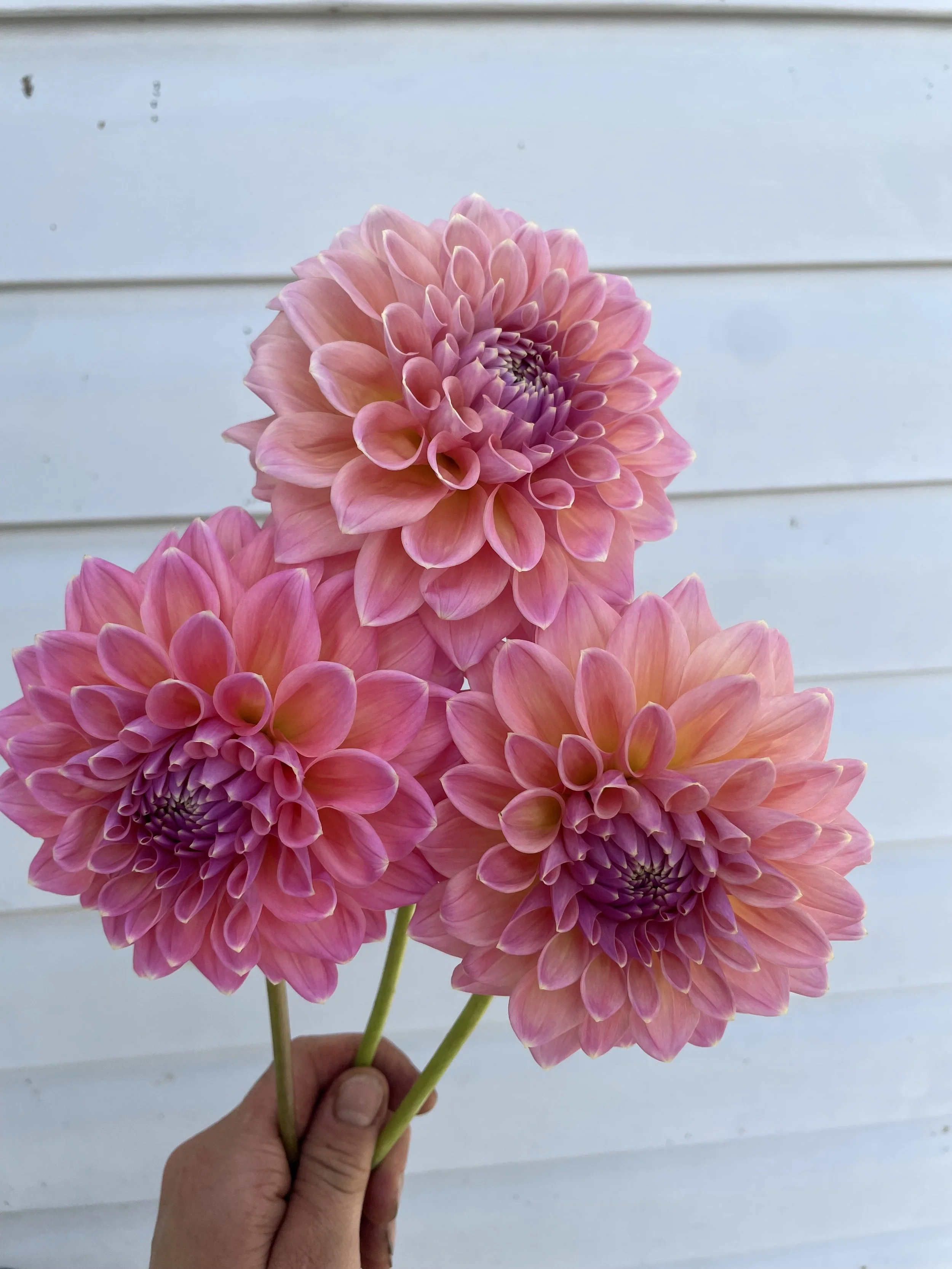 Castle Drive Dahlia Tuber