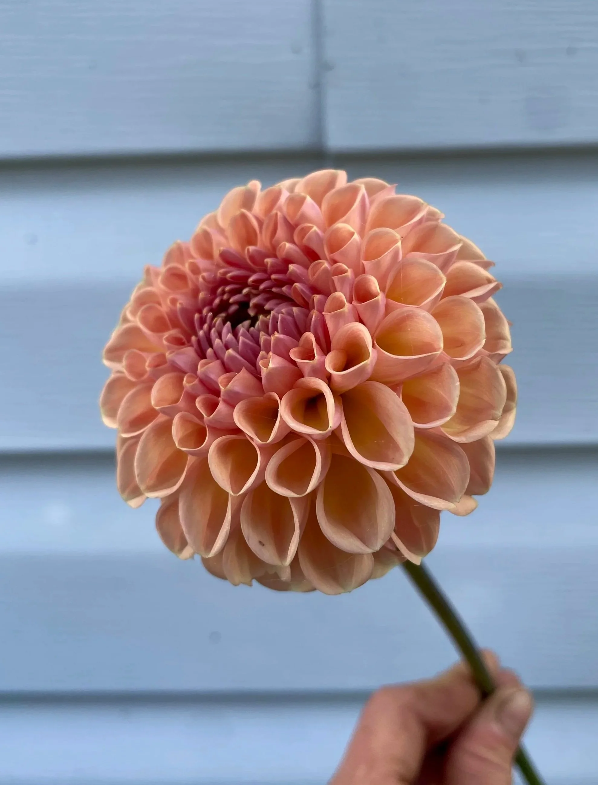 Valley-tawny-Dahlia-Tuber-canada.jpg