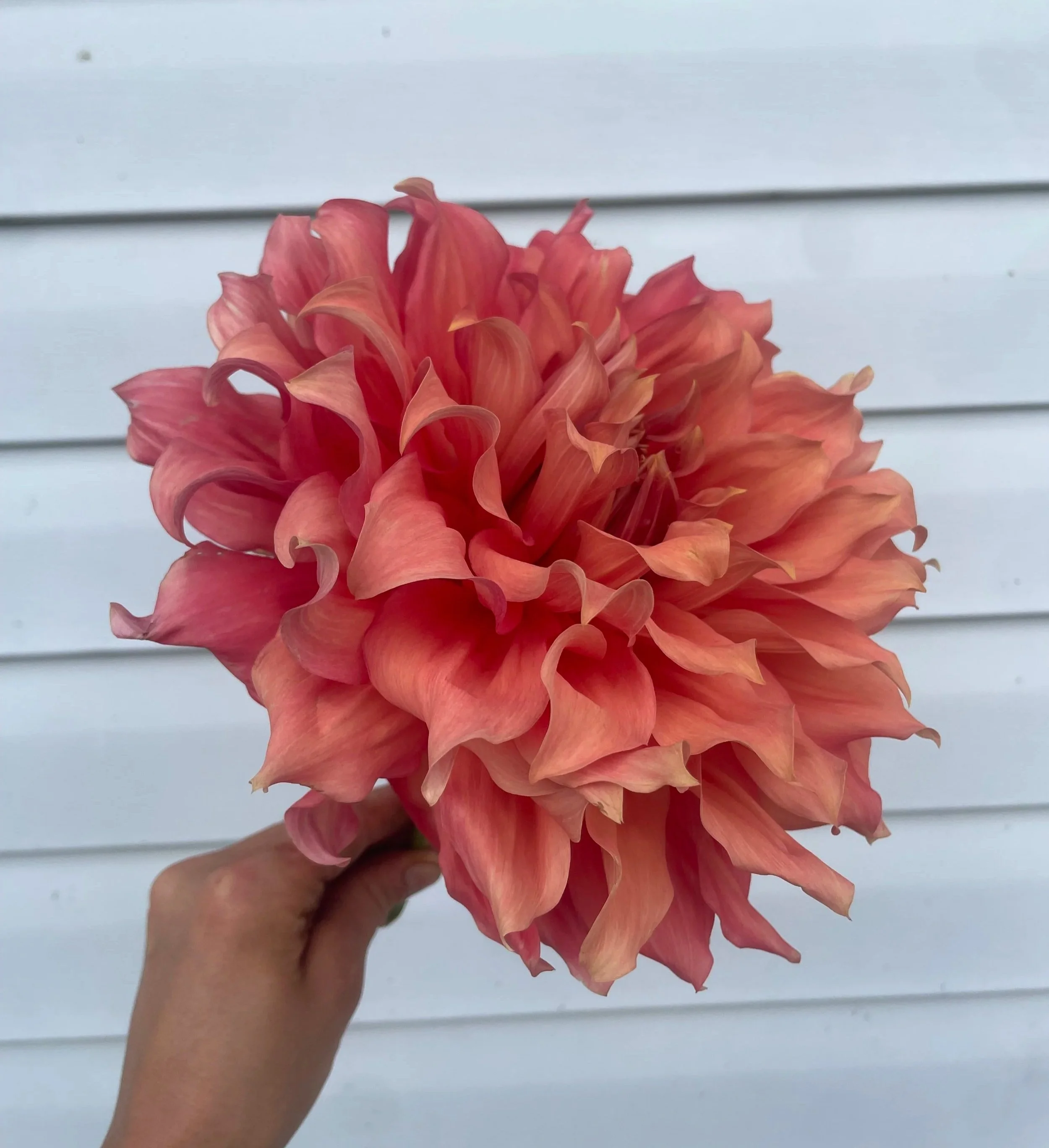 sierra-glow-dahlia-tuber-canada.jpg