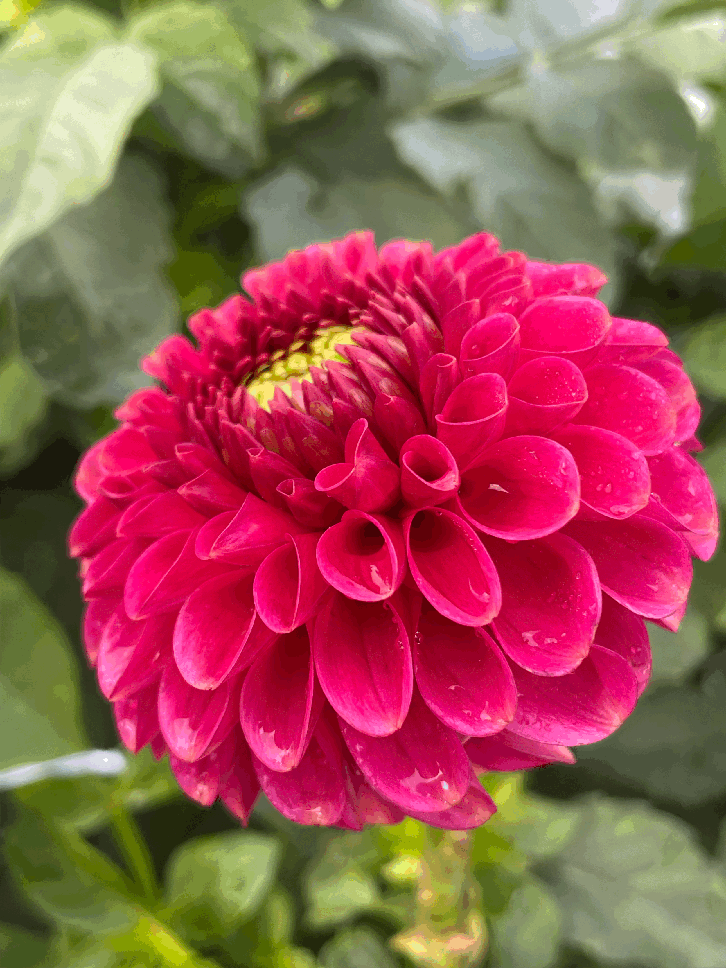Zundert Mystery Fox Dahlia Tuber