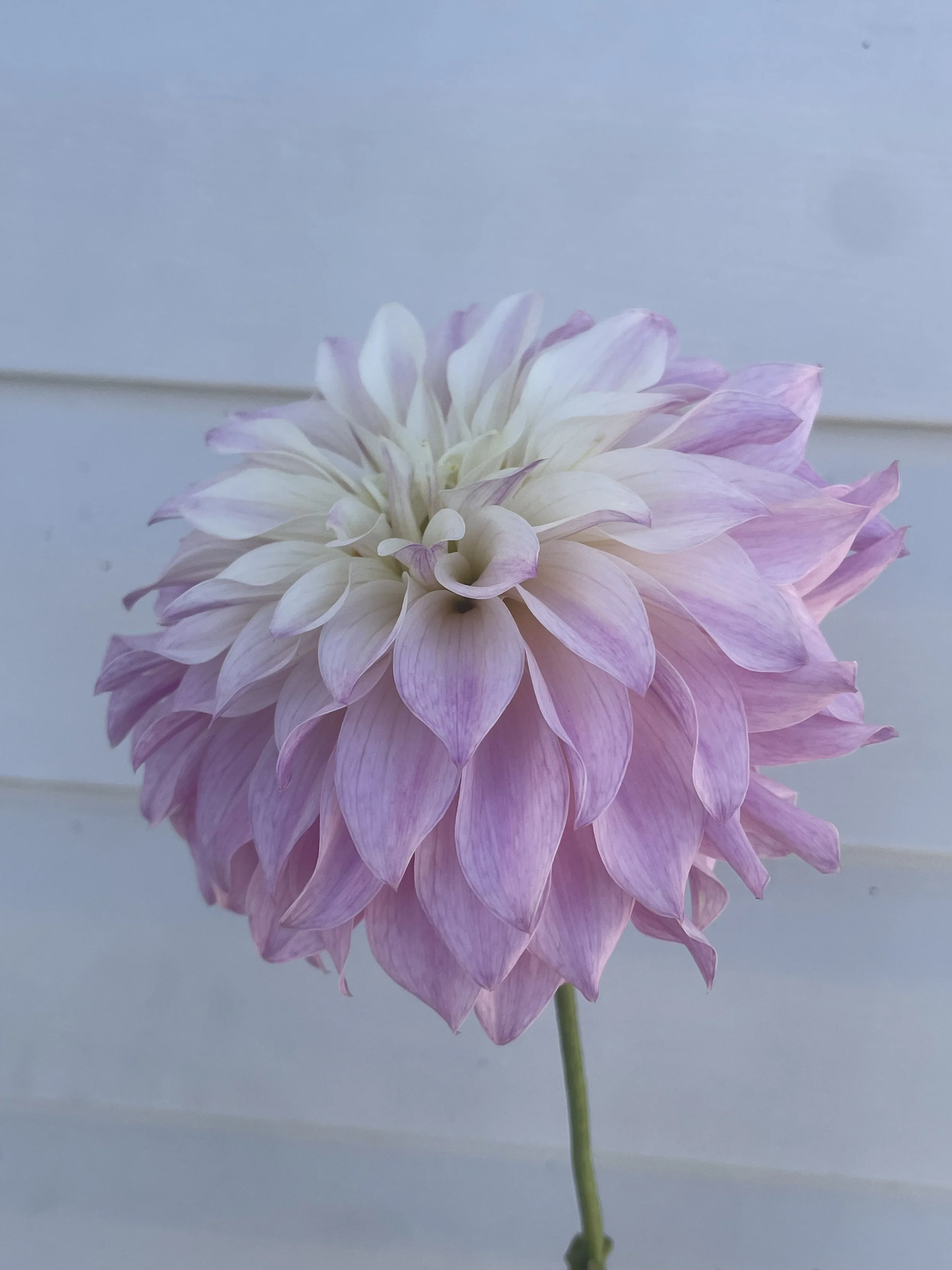 Bloomquist Compare Dahlia Tuber