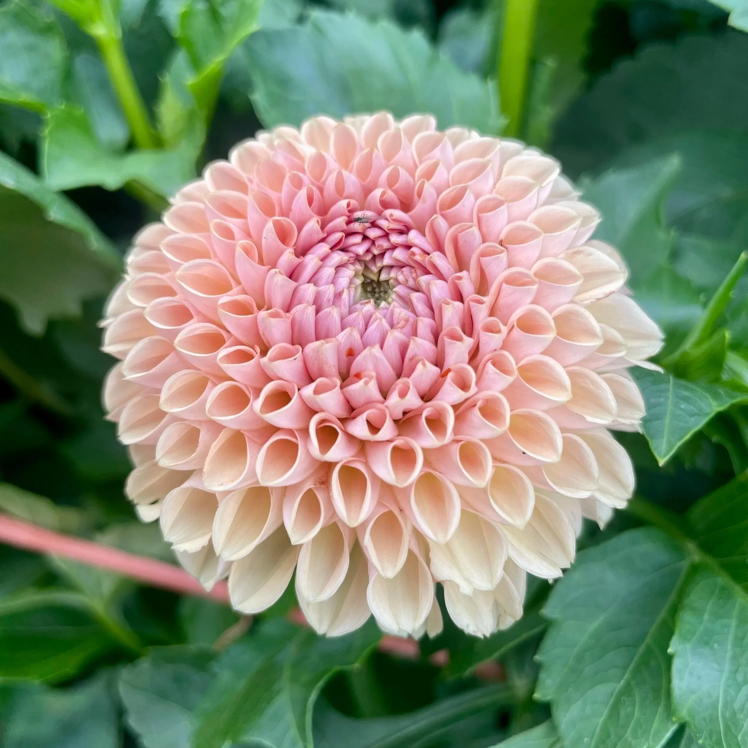 Valley-tawny-Dahlia-Tuber.jpg