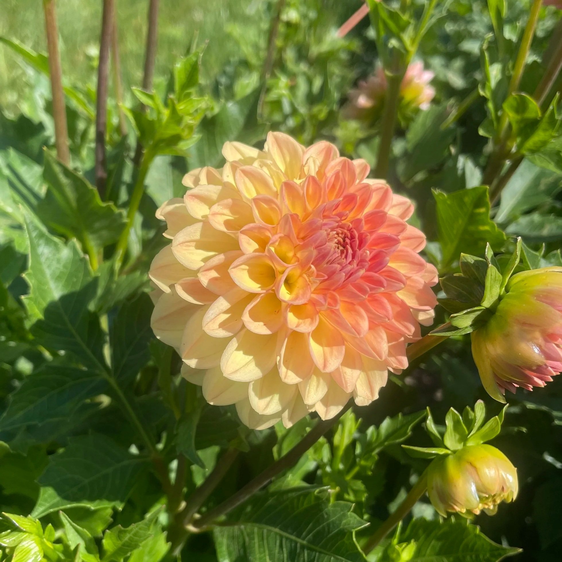 larks-ebbe-dahlia-tuber-canada.jpg