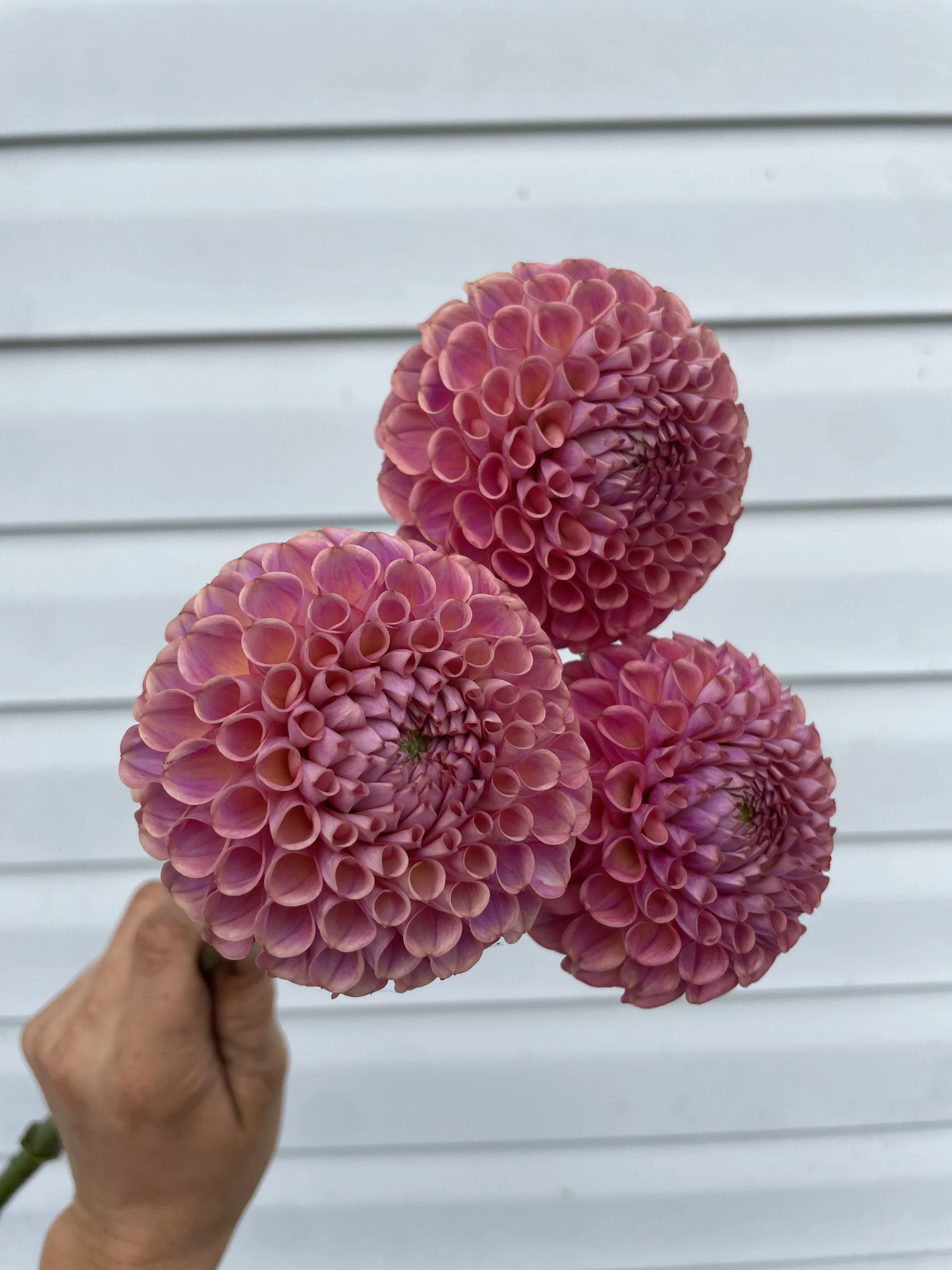 Jowey Winnie Dahlia Tuber