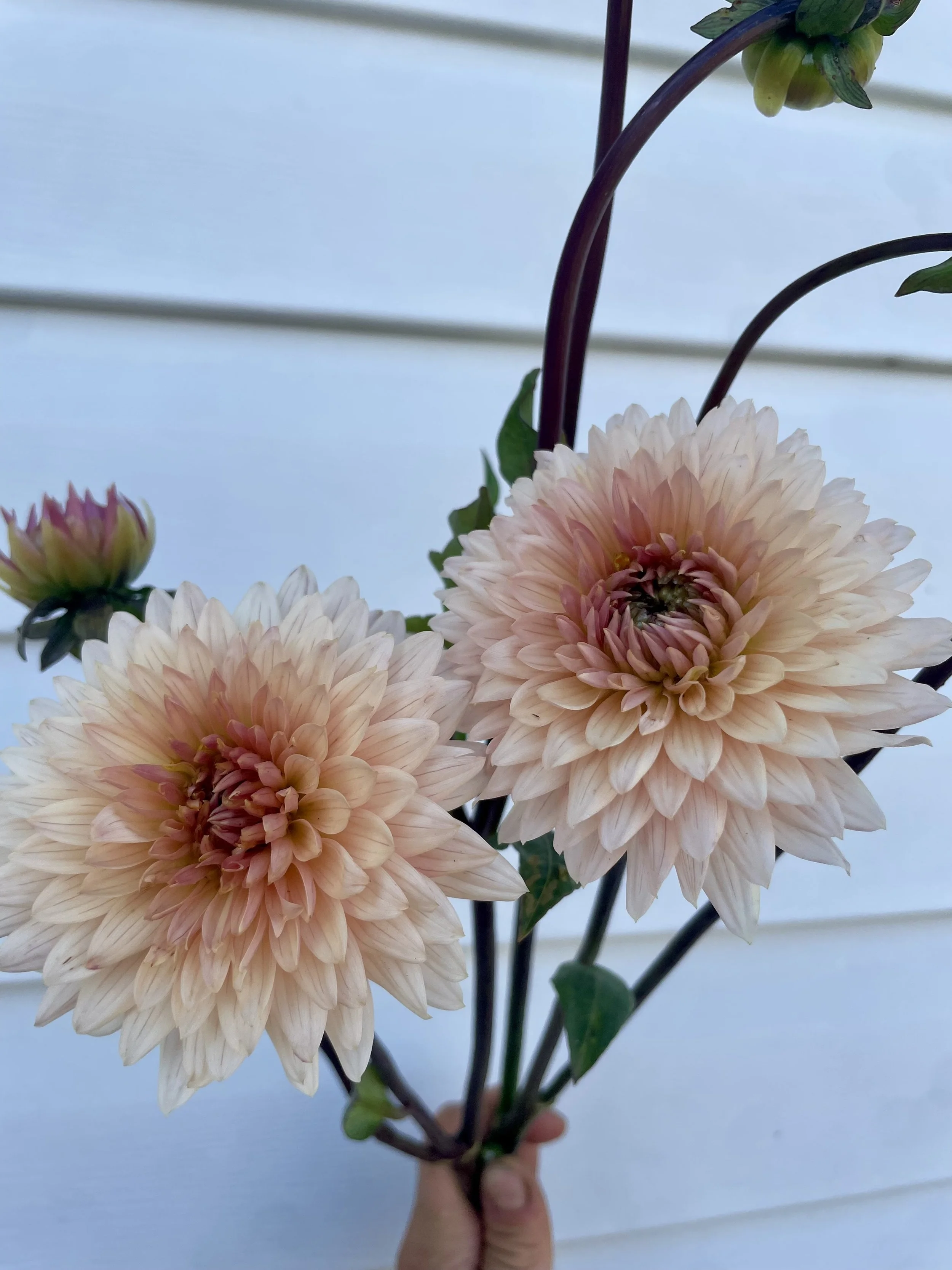 Preference-dahlia-tuber-canada
