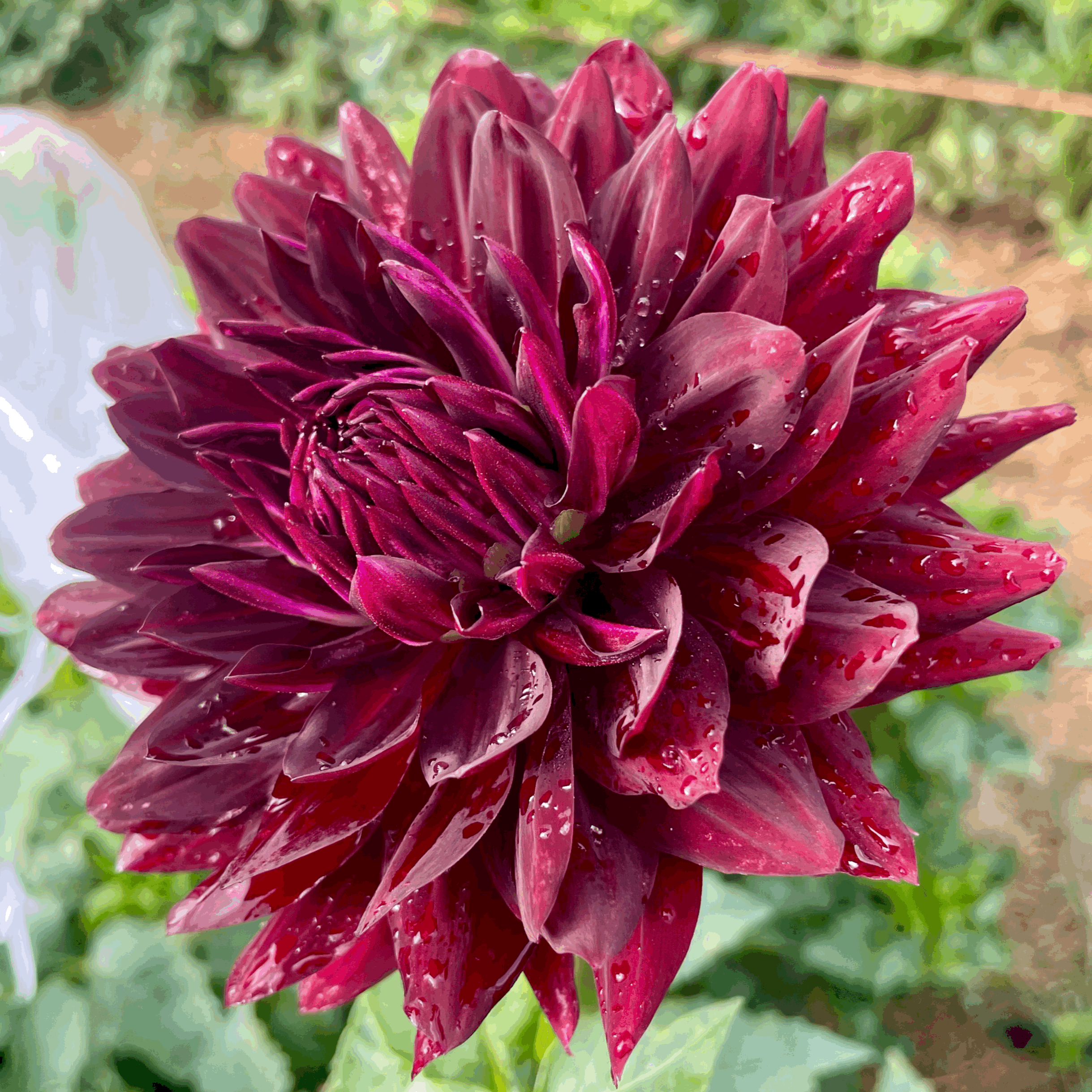 holly hill black beauty dahlia flower grown from tuber in Canada