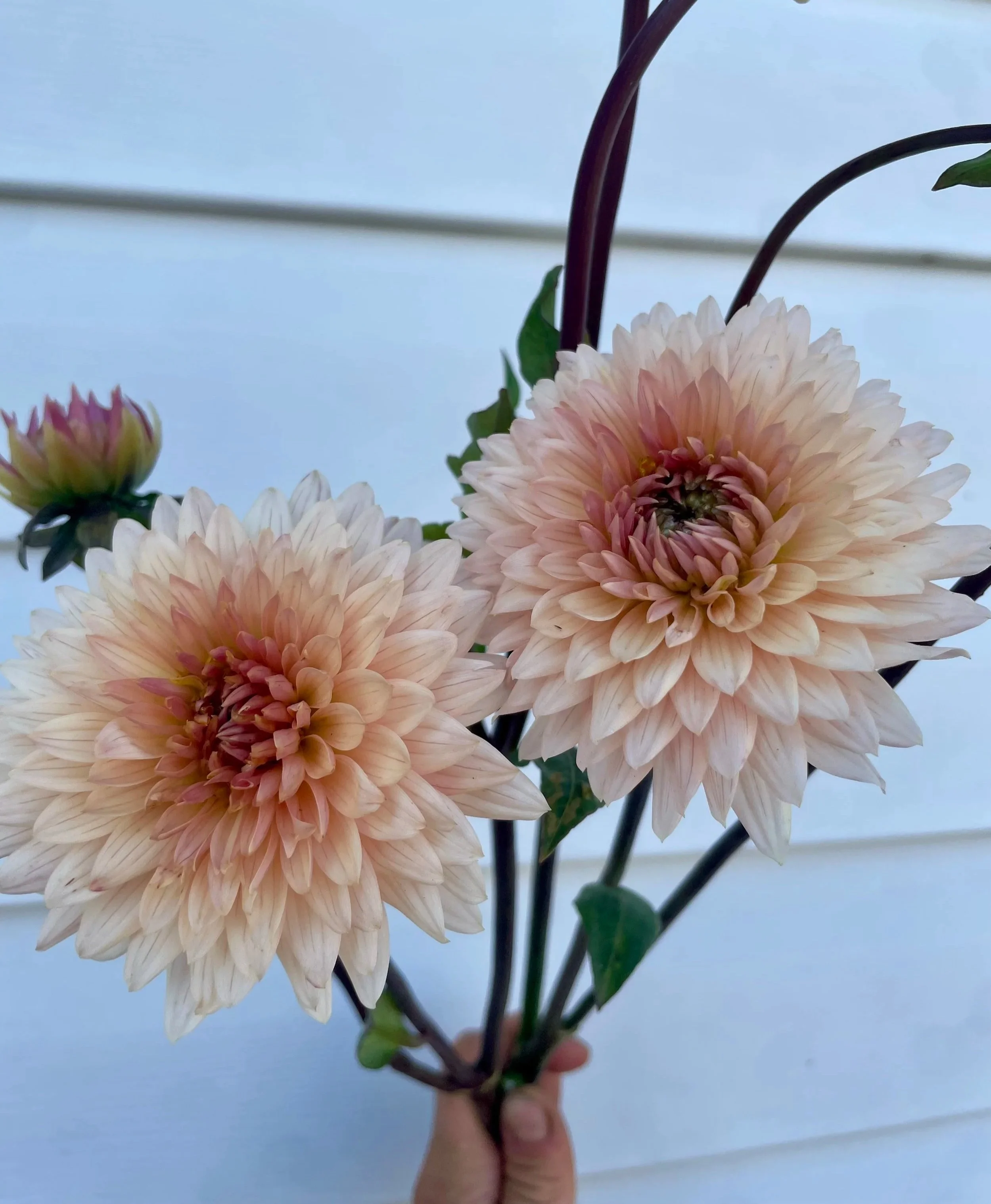 Preference Dahlia Tuber
