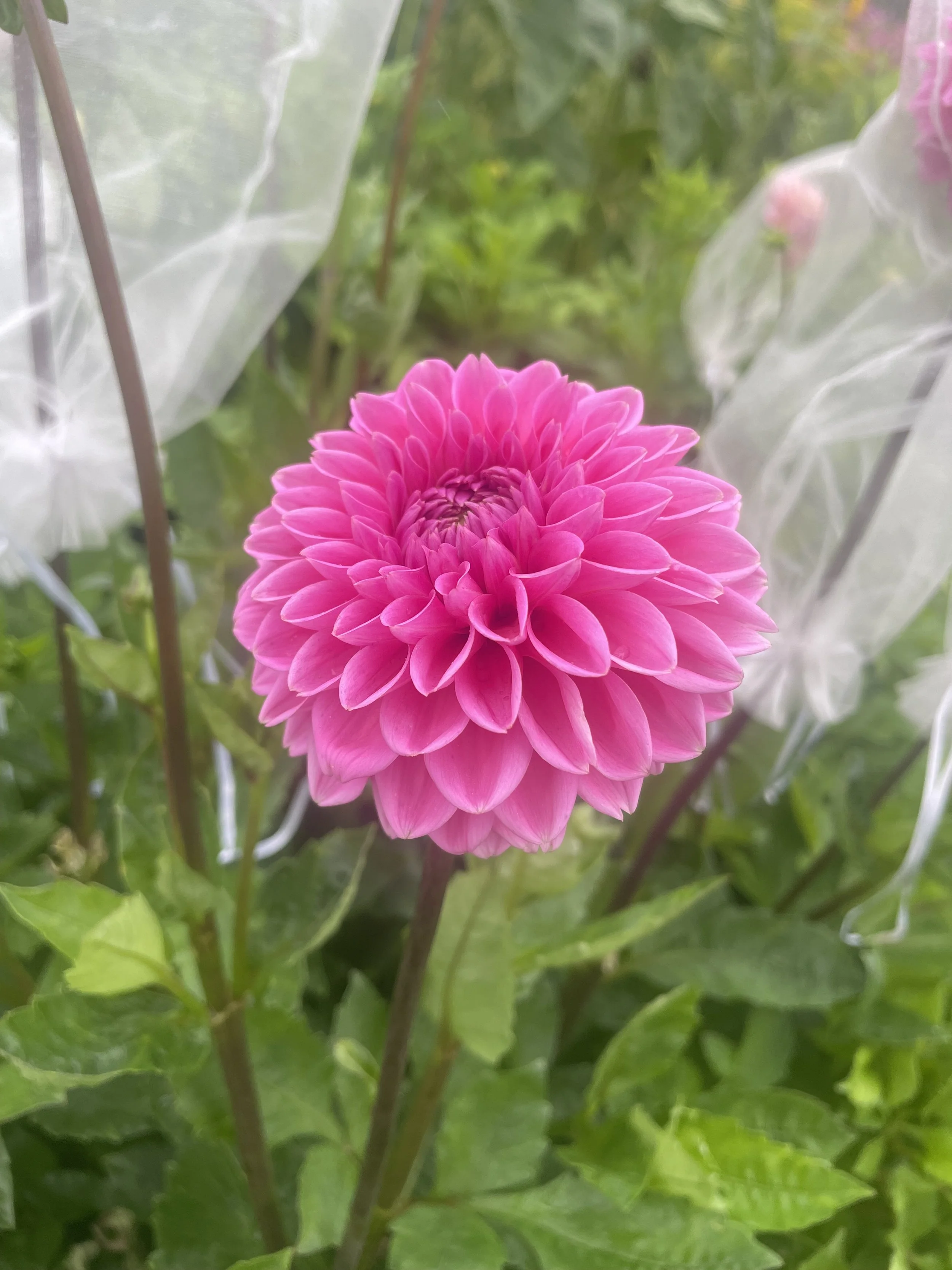 Pink Sylvia Dahlia Tuber