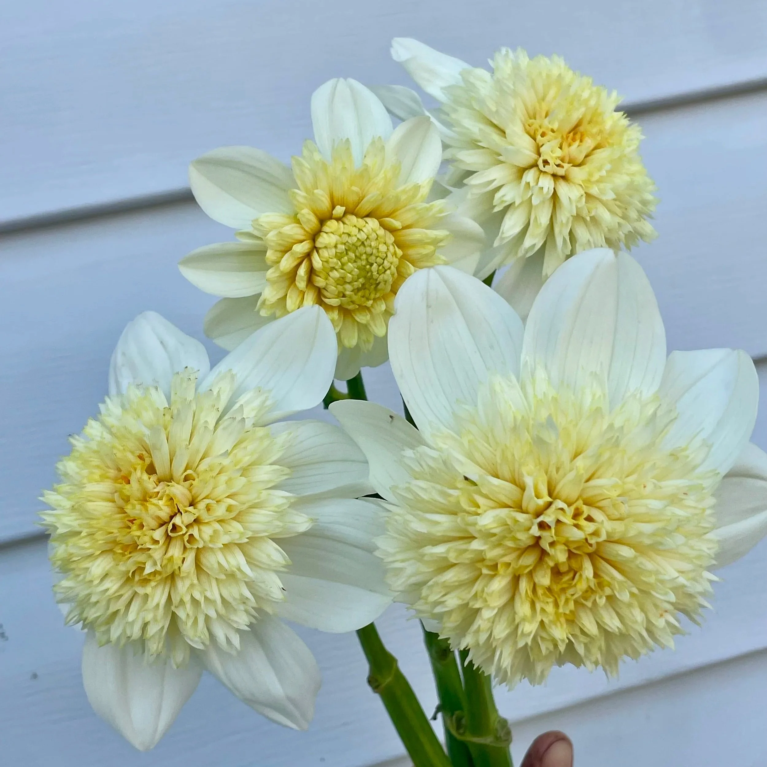 platinum-blonde-dahlia-tube.jpg