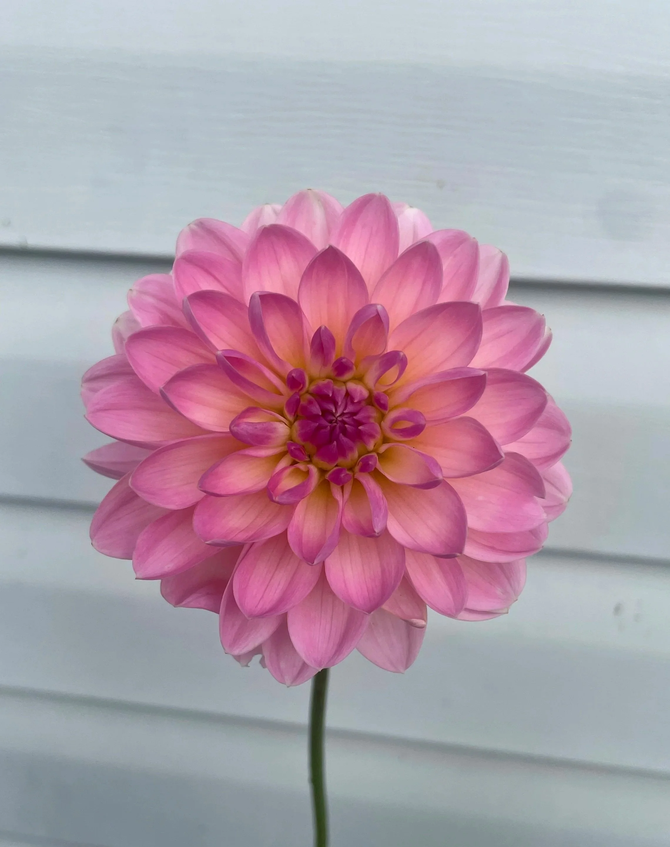 Janet Leigh Dahlia Tuber