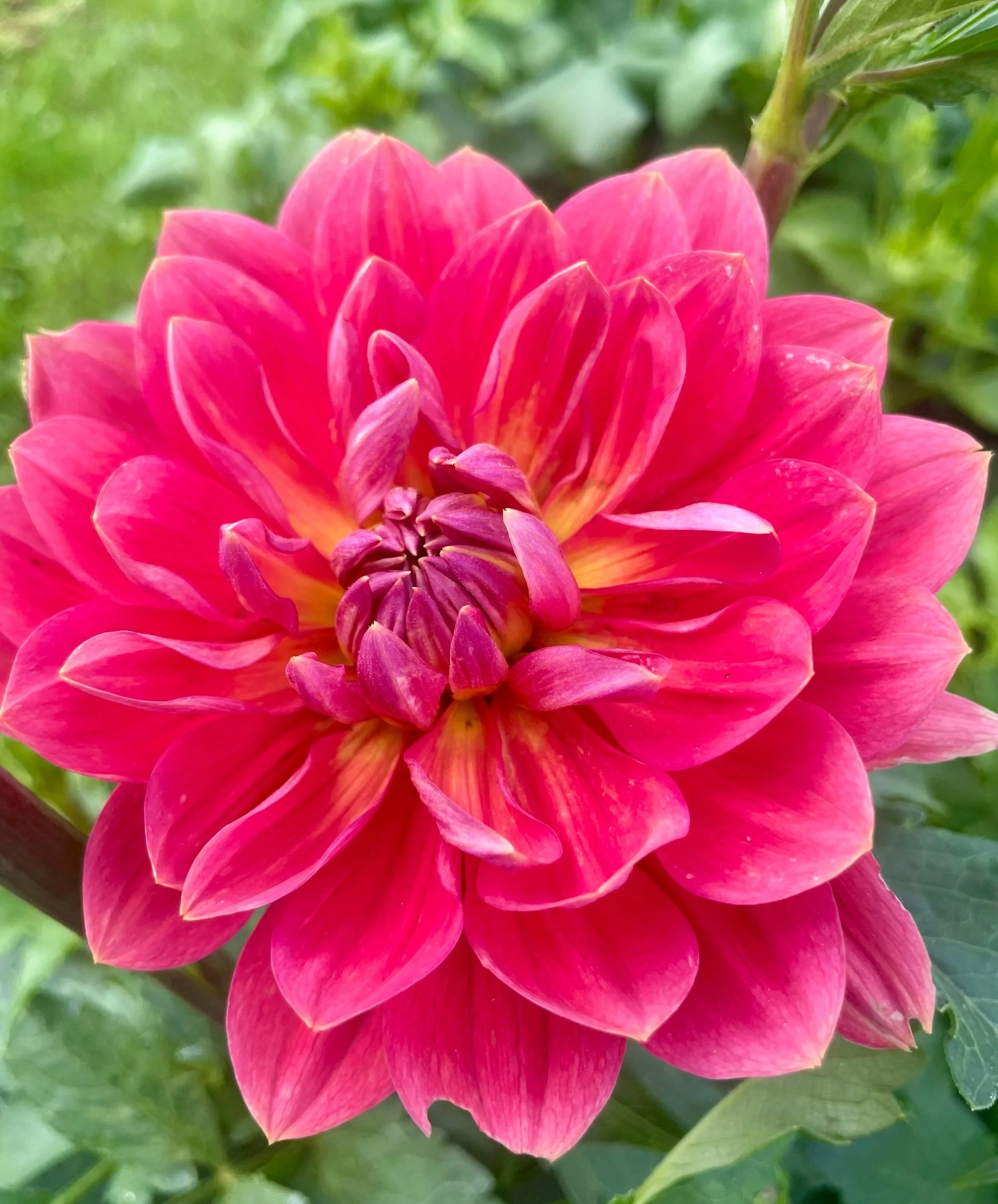 Holly-hill-daydream-Dahlia-Tuber.jpg