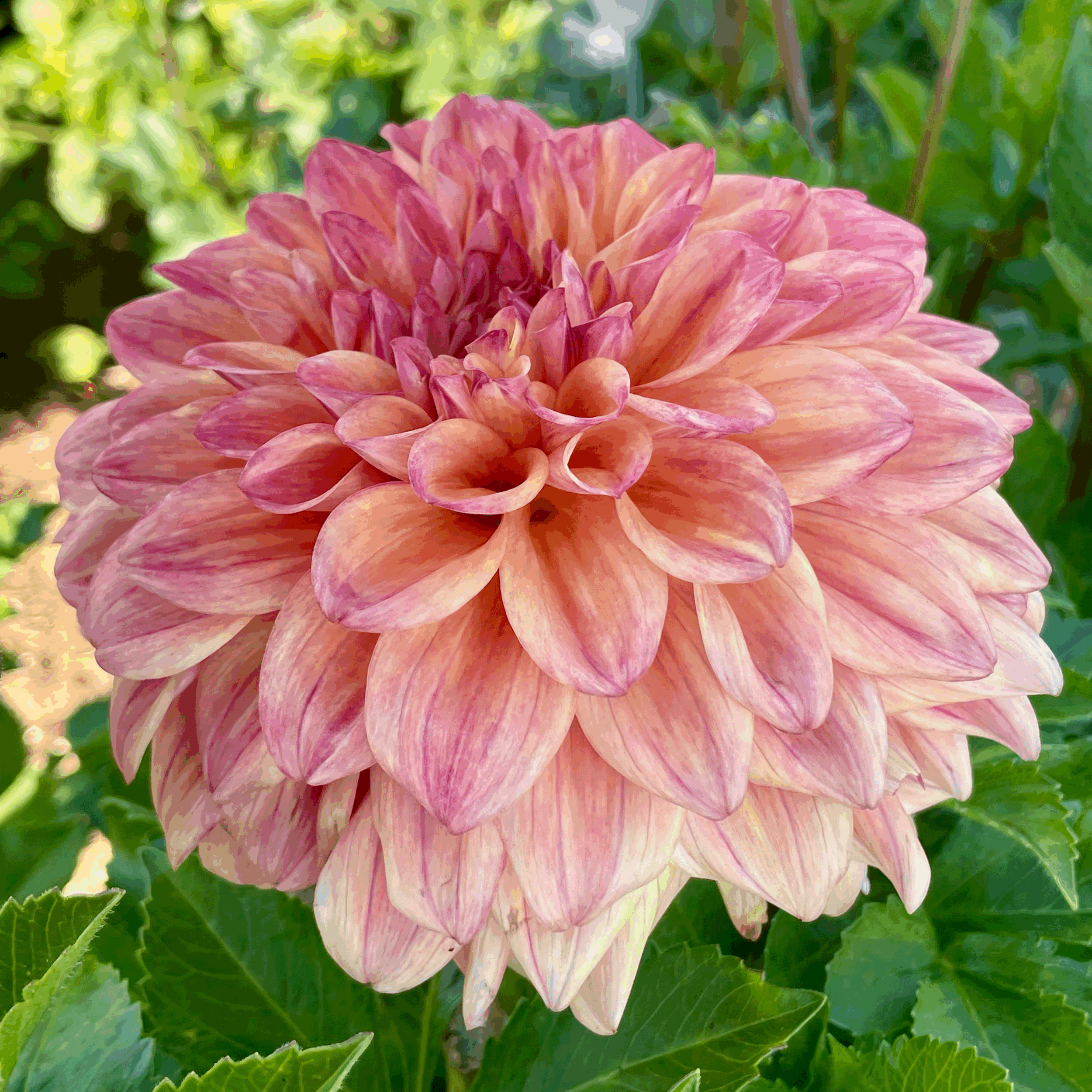 Mystery dahlia flower grown from tuber in Canada