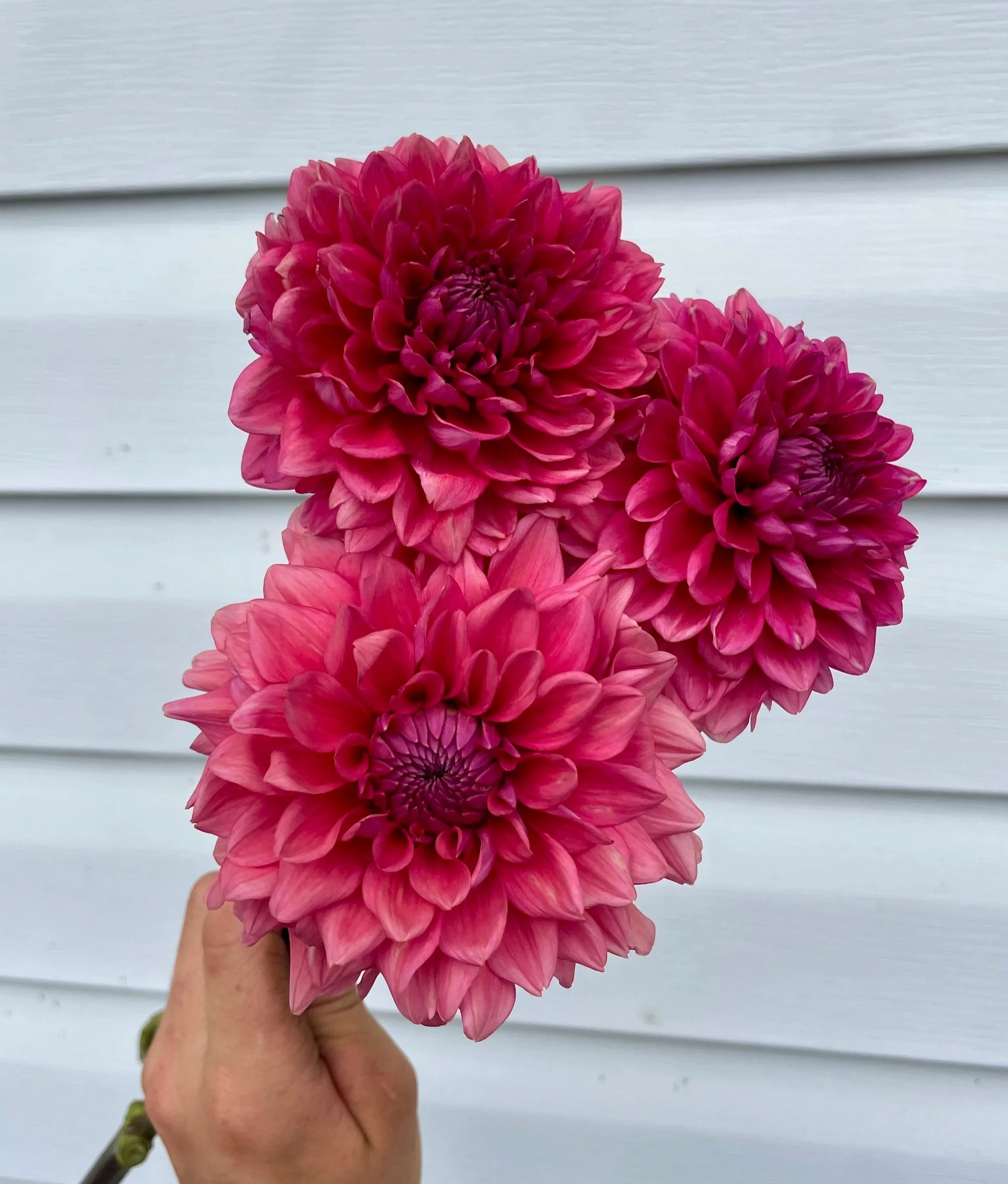 mystique-dahlia-tuber-canada.jpg