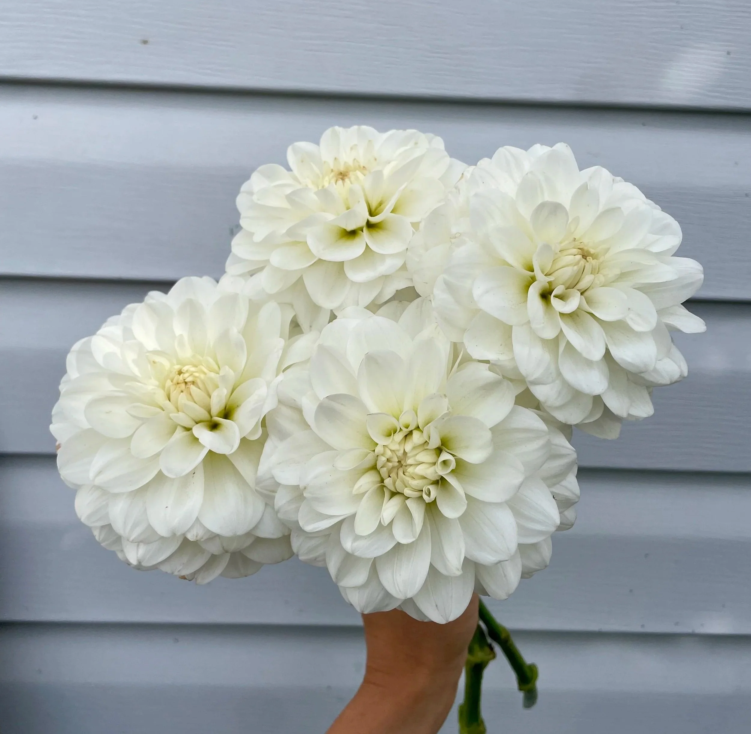 Bride-to-be-Dahlia-tuber-canada-1.jpg