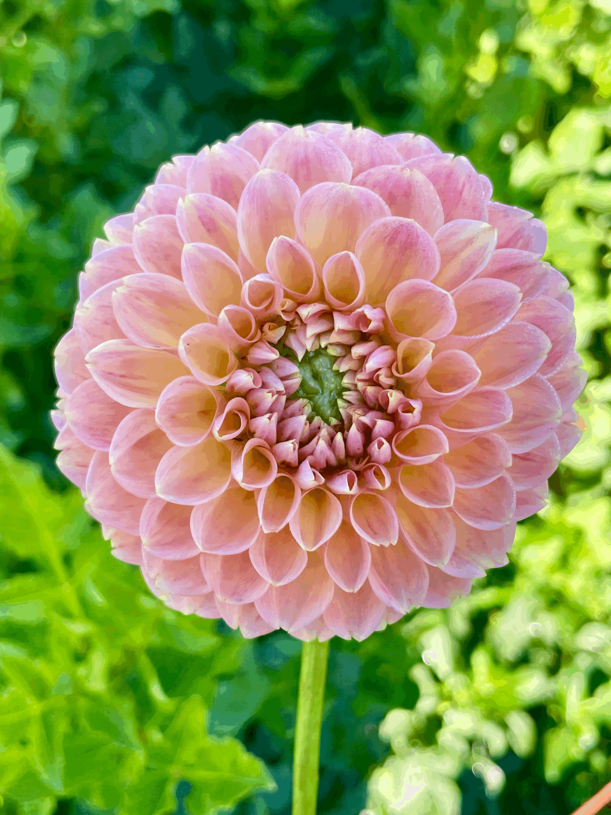 Natalie G Dahlia Tuber