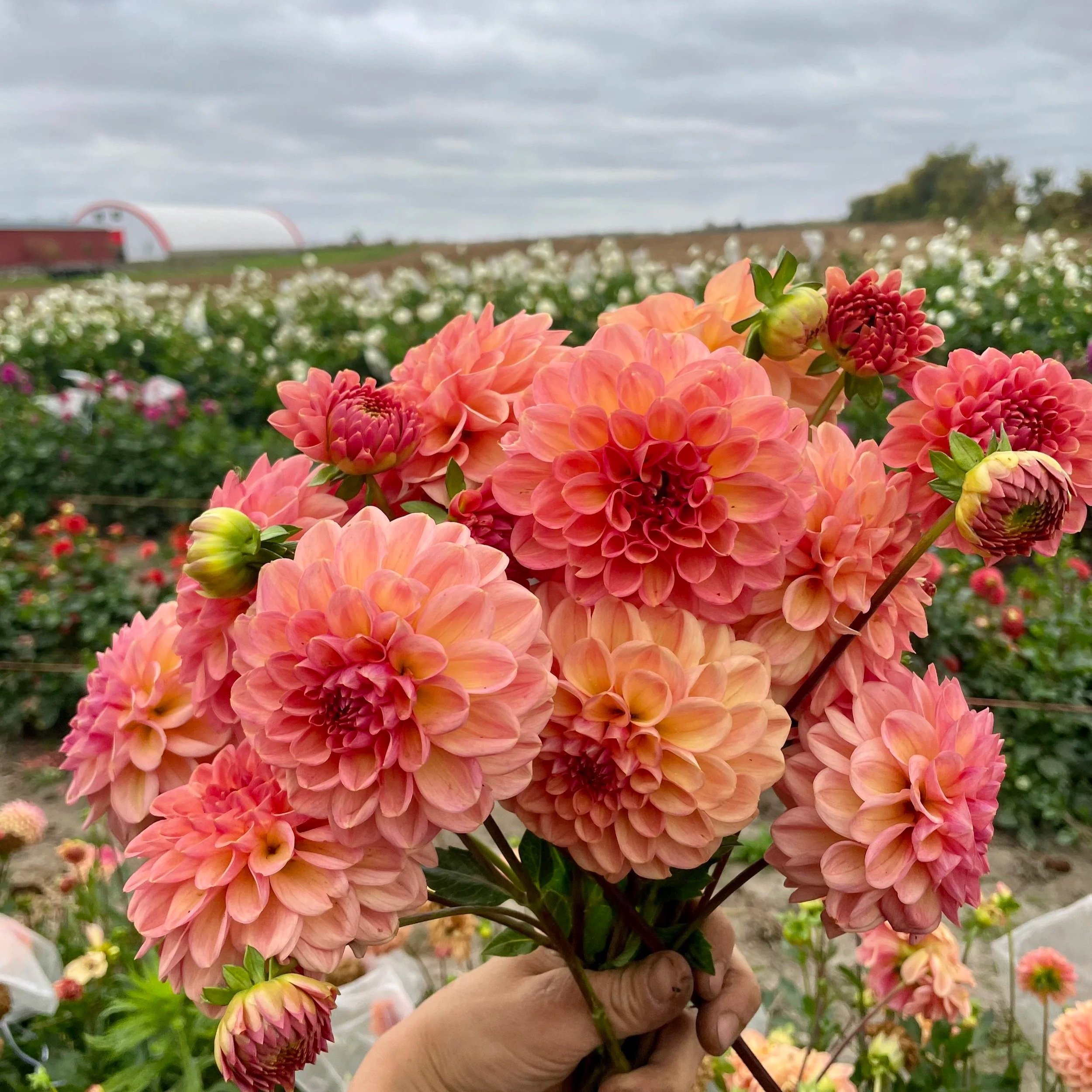 larks-ebbe-dahlia-tuber-canada-a.jpg