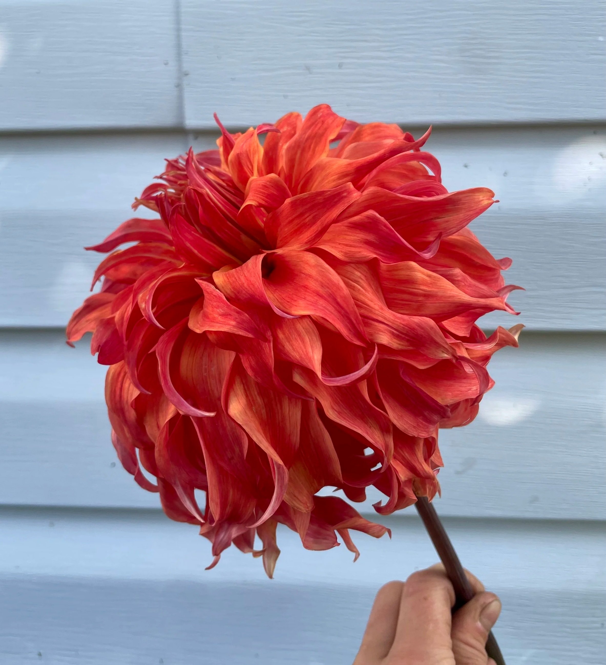 bloomquist-jean-dahlia-tuber-canada3.jpg