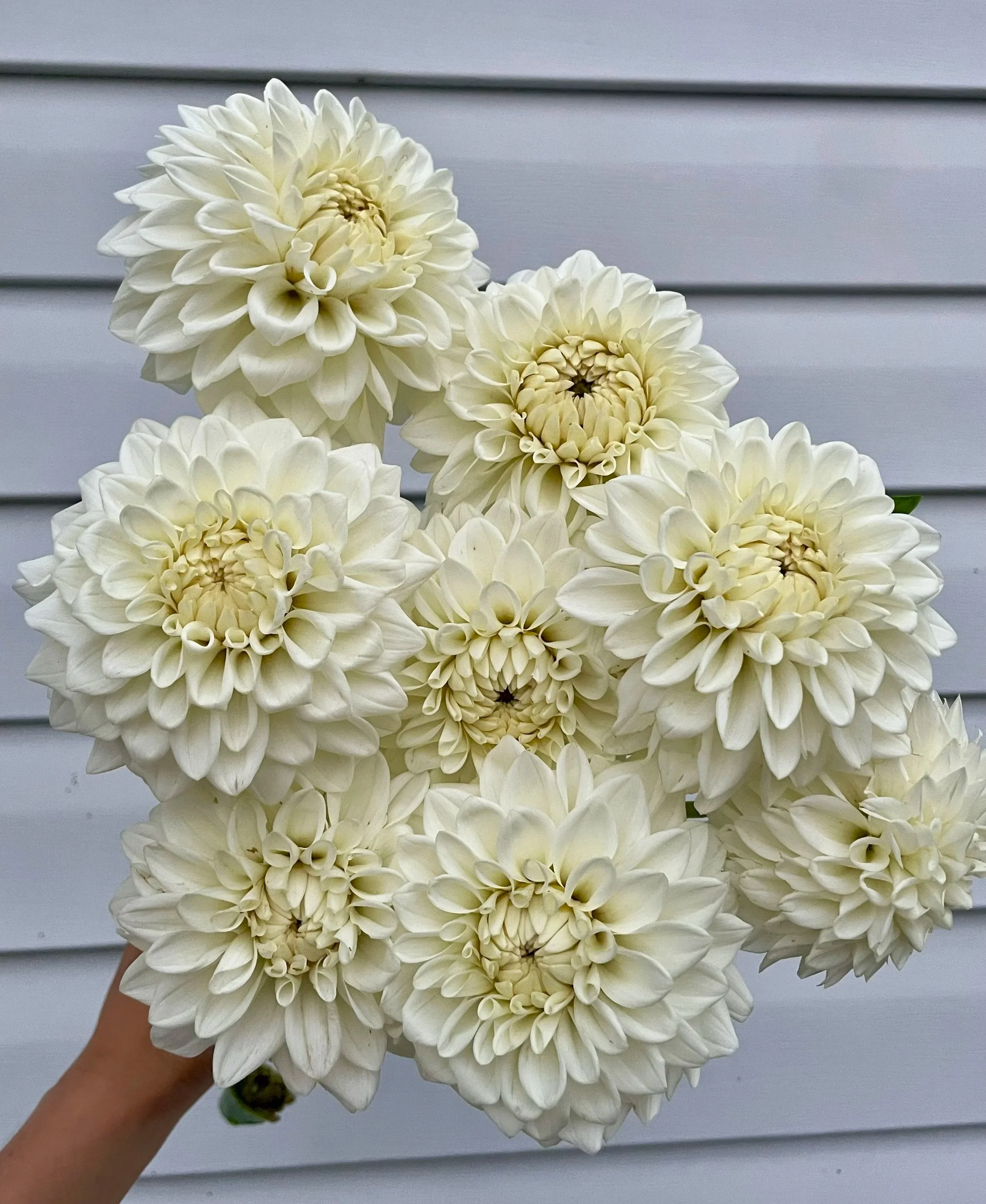 blizzard-dahlia-tuber-canada-1.jpg