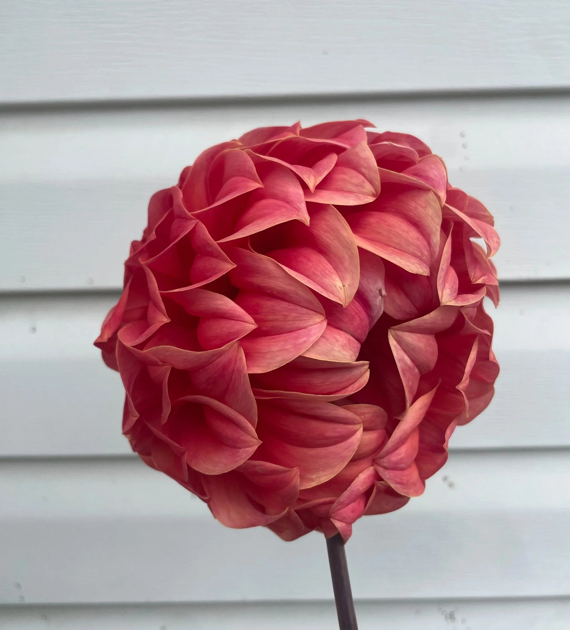 Sylvia-Craig-Hunter-Dahlia-tuber-canada-3.jpg