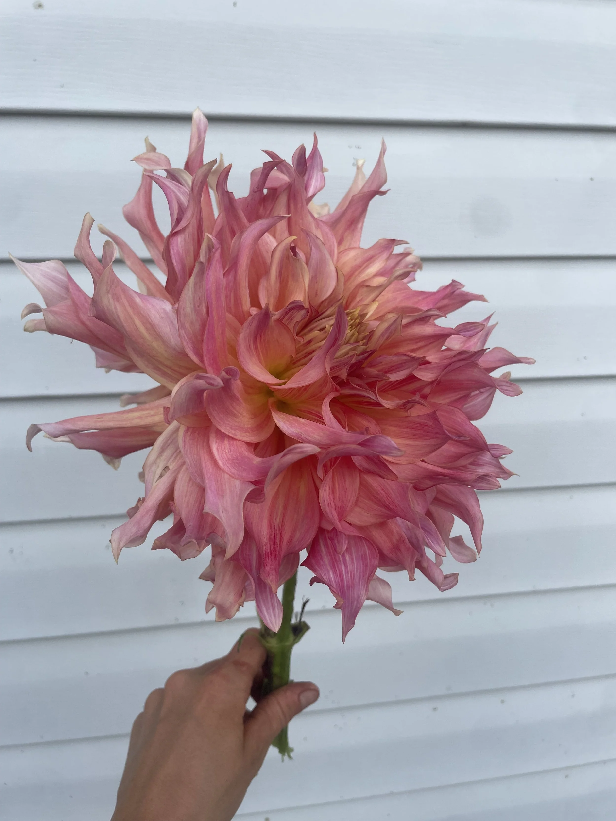 penhill-watermelon-dahlia-tuber-canada1.jpeg