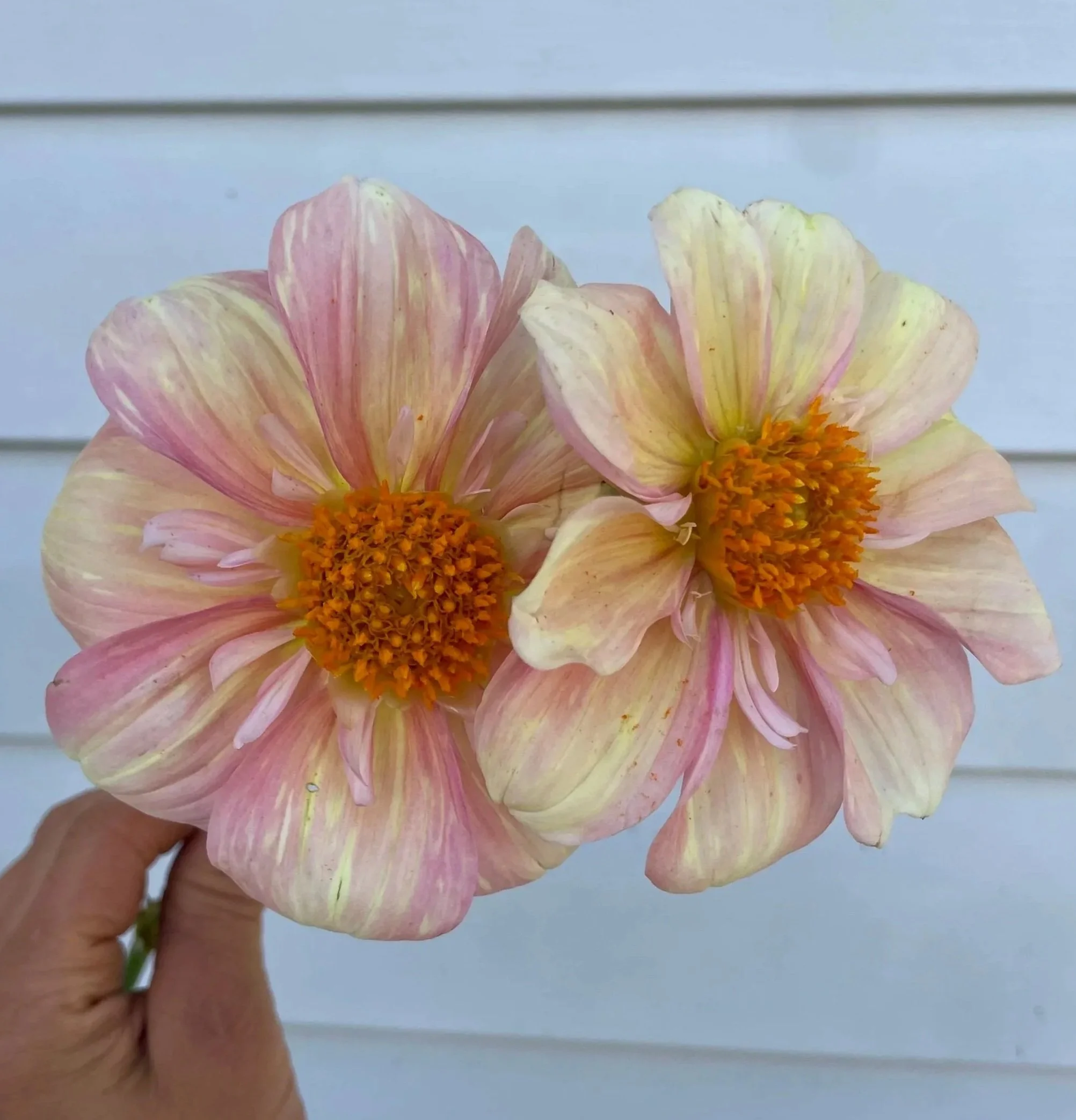 apple-blossom-dahlia-tuber-canada.jpg